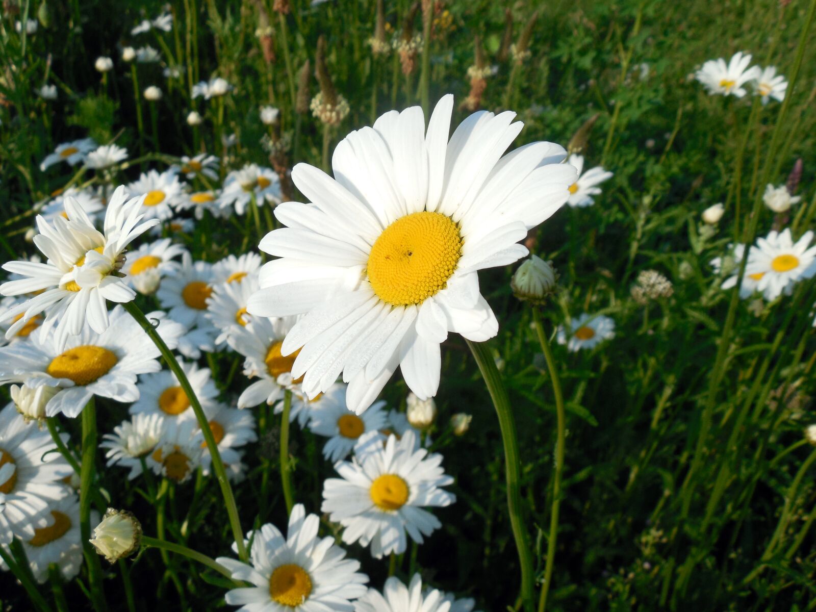 Nikon COOLPIX L620 sample photo. Marguerite, leucanthemum, blossom photography
