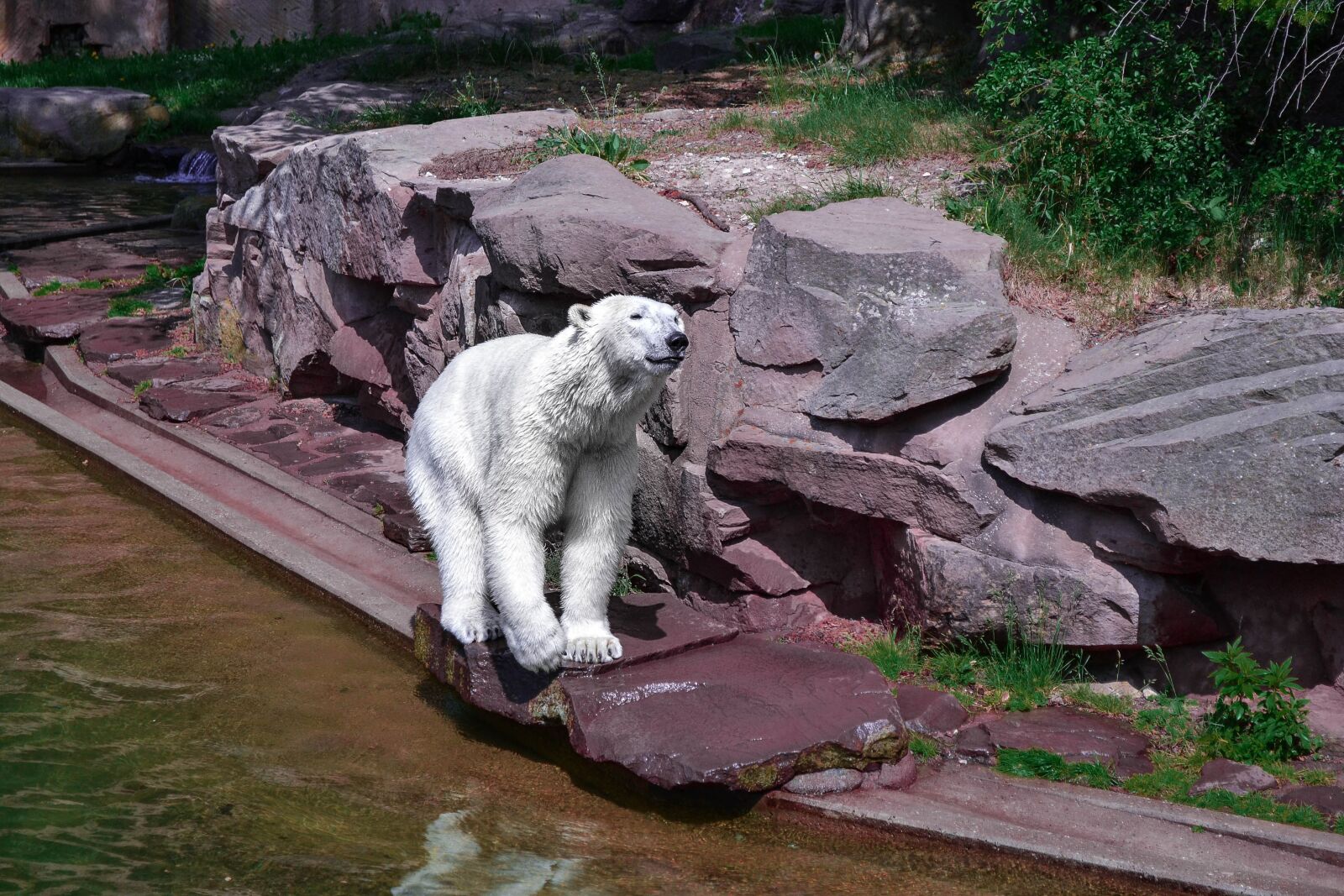 Nikon D3100 sample photo. Polarbear, zoo, nature photography