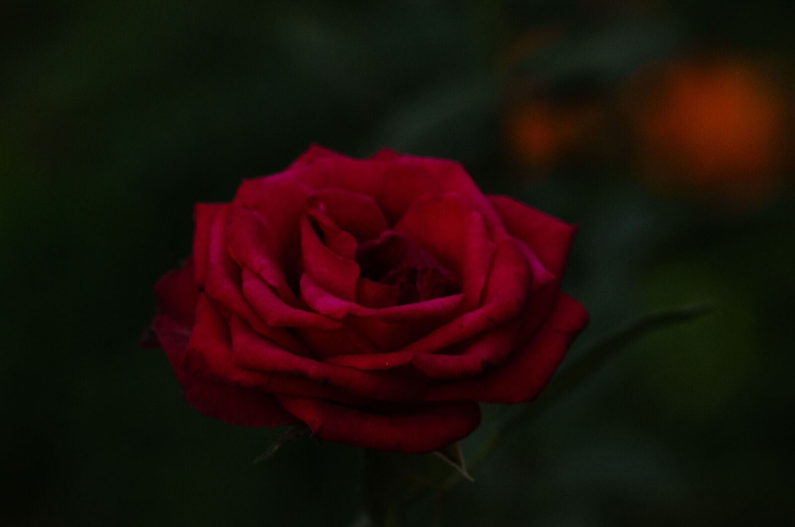Nikon D7000 sample photo