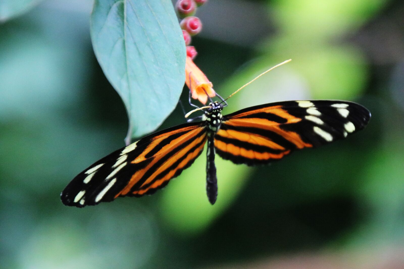 Canon EOS 750D (EOS Rebel T6i / EOS Kiss X8i) sample photo. Butterfly, close up, animal photography