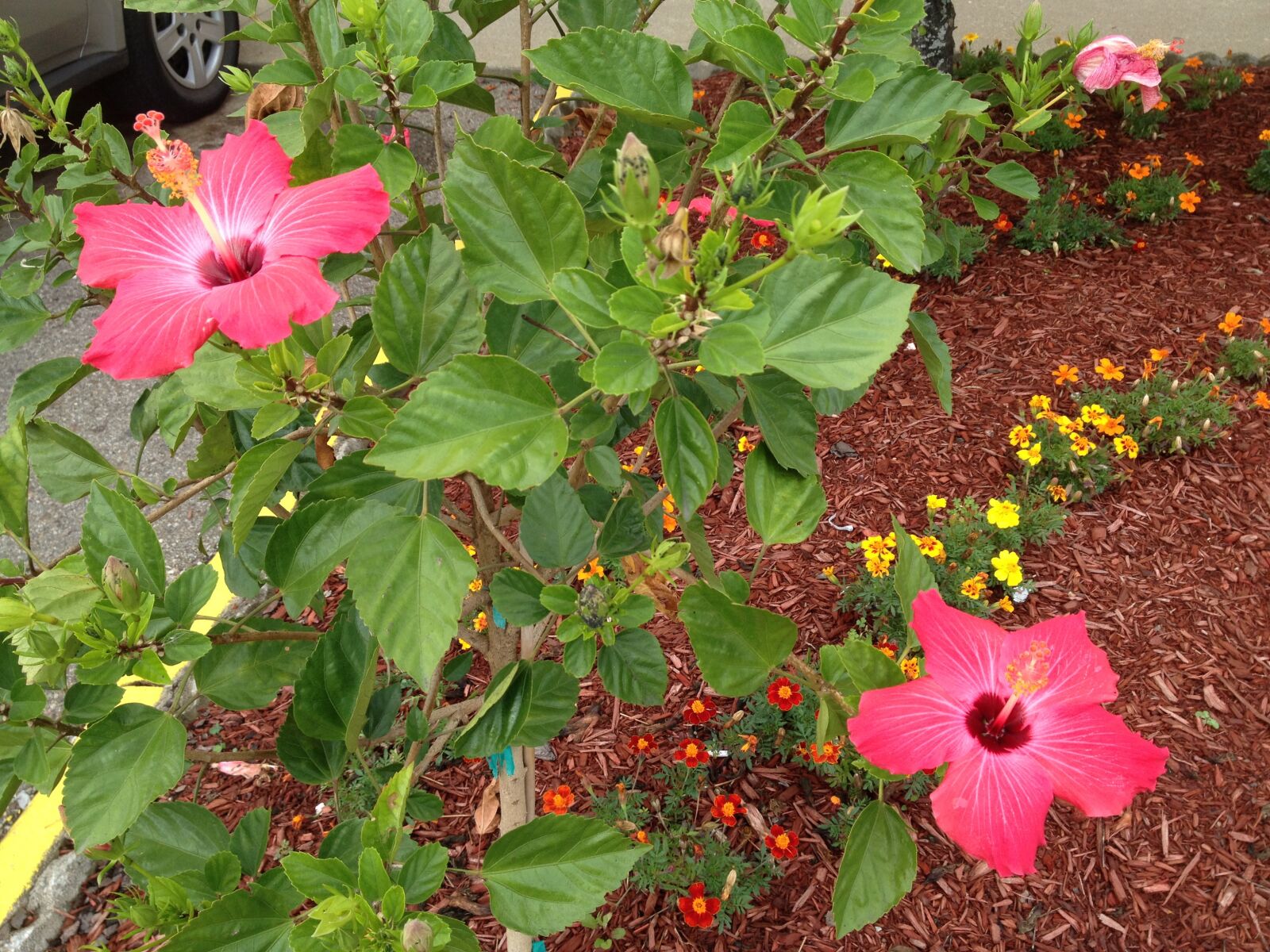 iPhone 4S back camera 4.28mm f/2.4 sample photo. Flowers, pink, garden photography