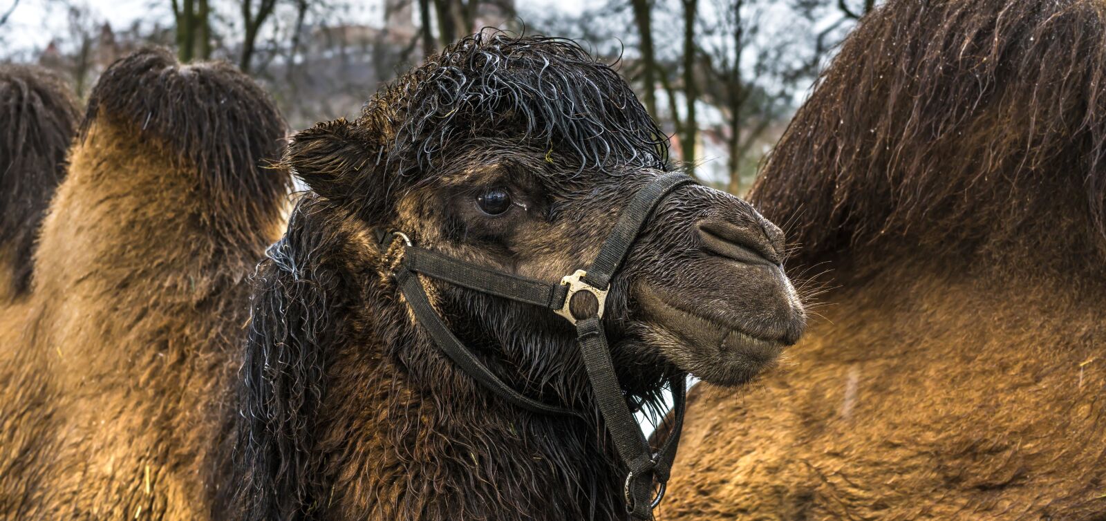 Sony a6300 sample photo. Camel, animal, nature photography