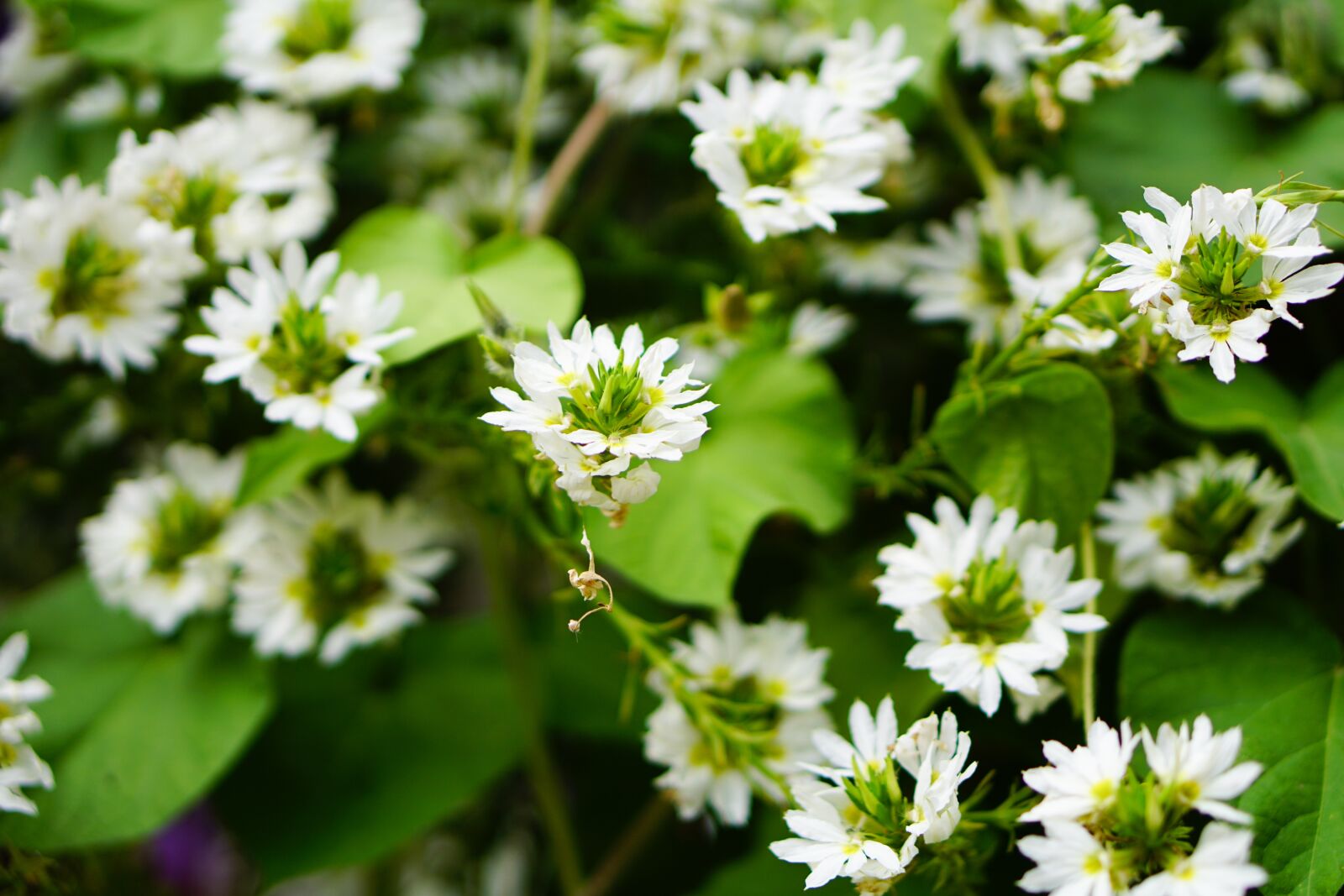 E 50mm F1.8 OSS sample photo. White flower, flower, white photography