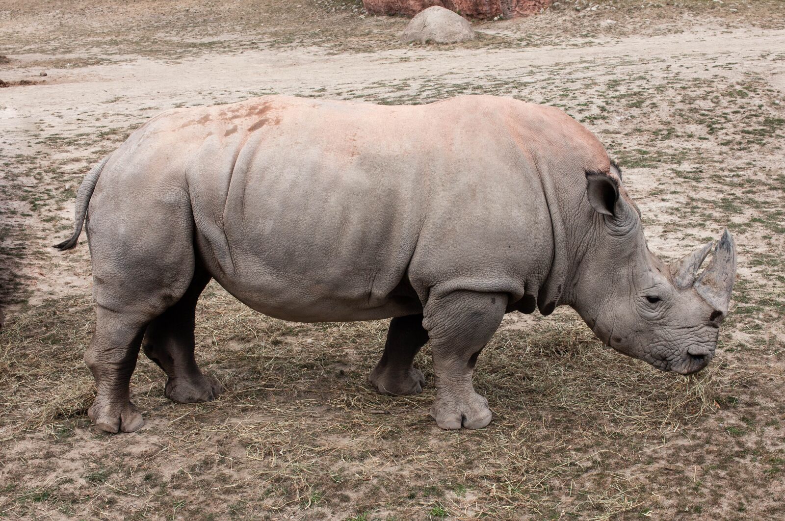 Canon EOS 5D Mark II sample photo. Rhino, animal, safari photography