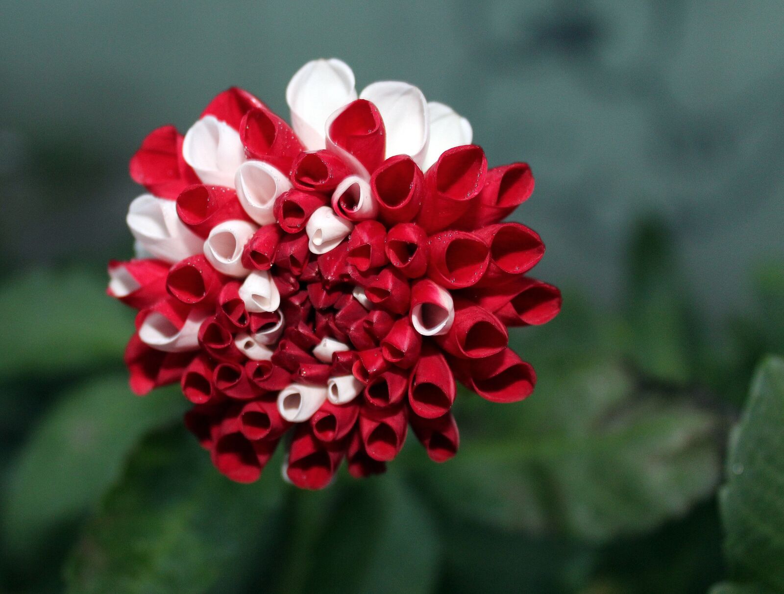 Canon EOS 1200D (EOS Rebel T5 / EOS Kiss X70 / EOS Hi) sample photo. Dahlias, white - red photography