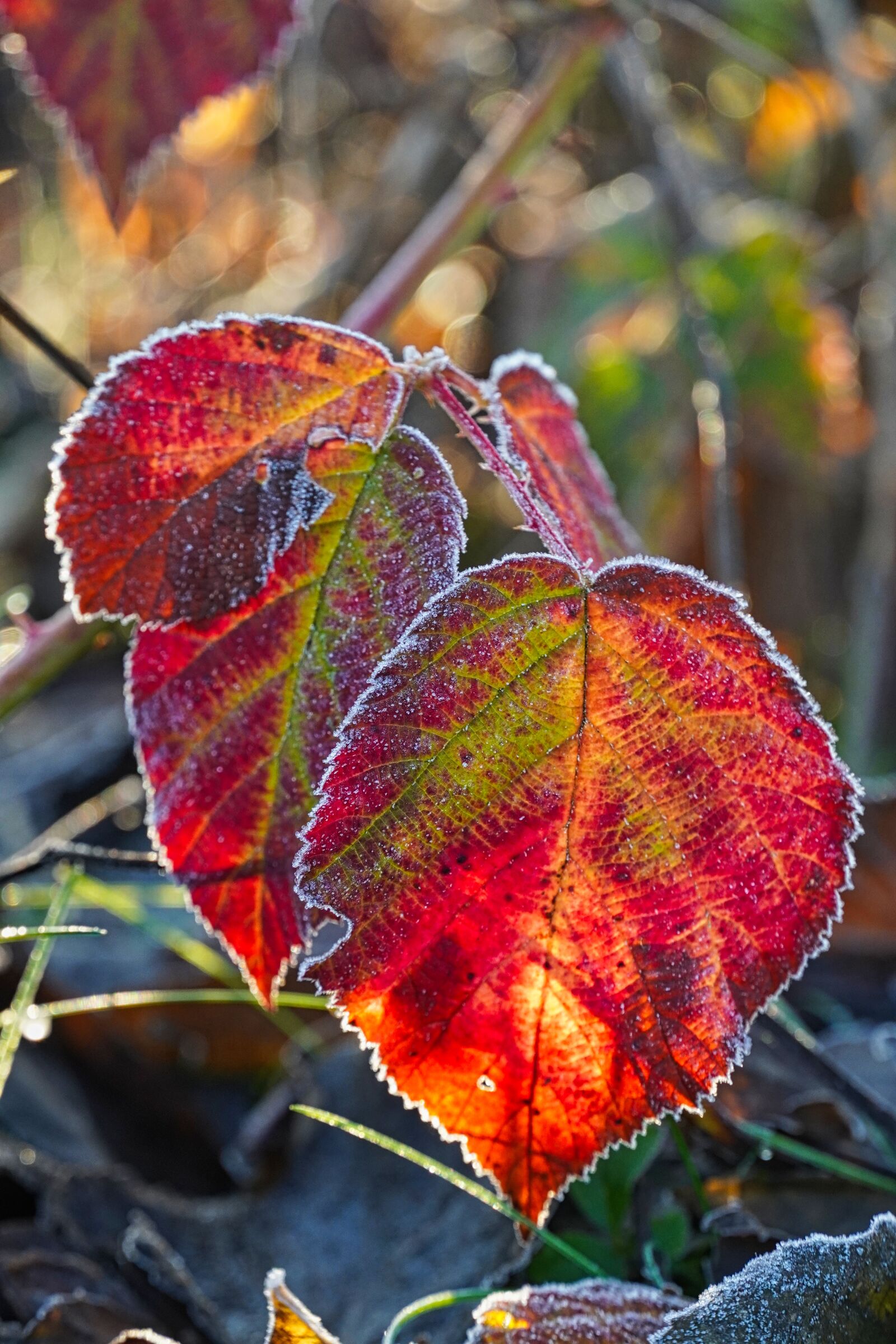 Sony E 18-135mm F3.5-5.6 OSS sample photo. Leaves, frozen, frozen foliage photography