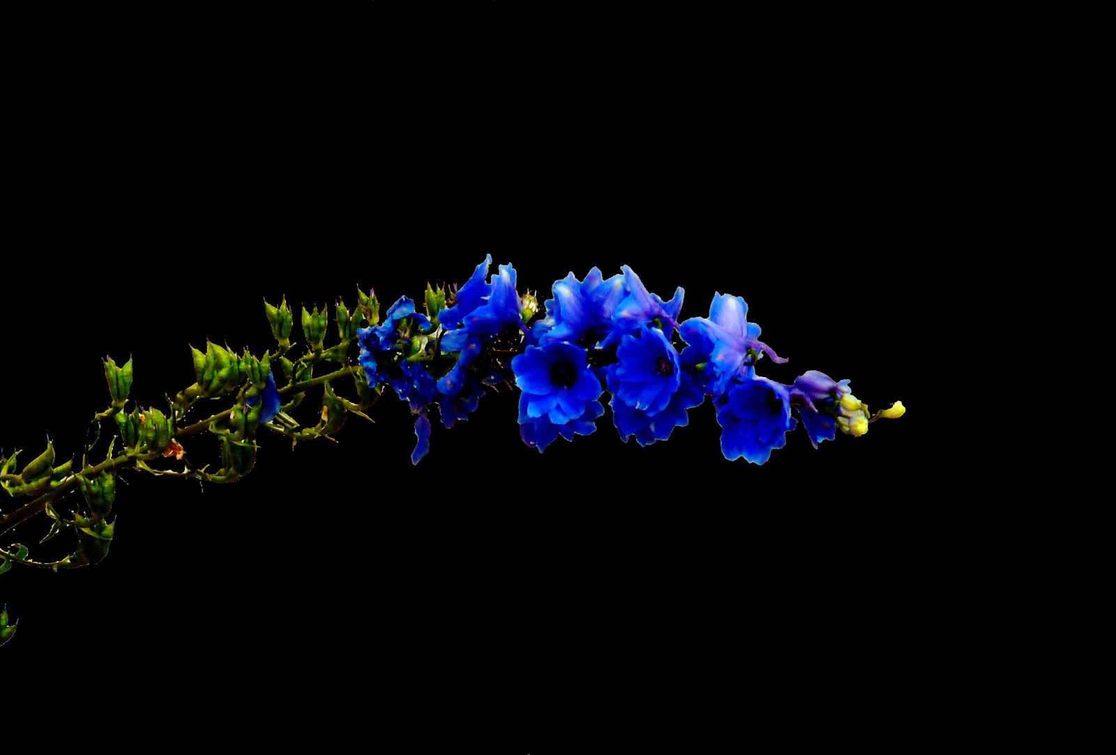 Panasonic DMC-TZ7 sample photo. Blue flowers, flower, panicle photography