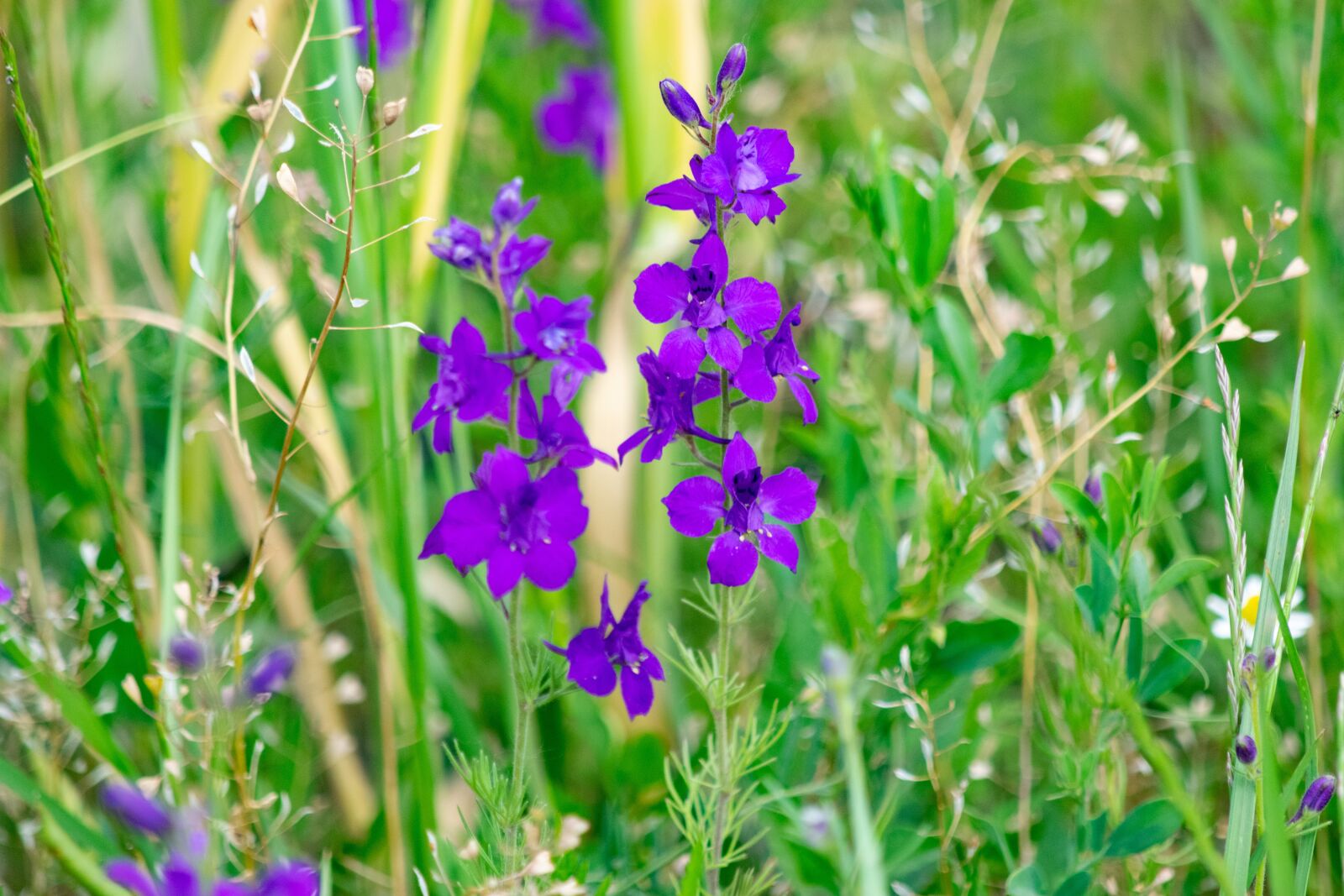 Nikon D3300 sample photo. Flower, field, nature photography