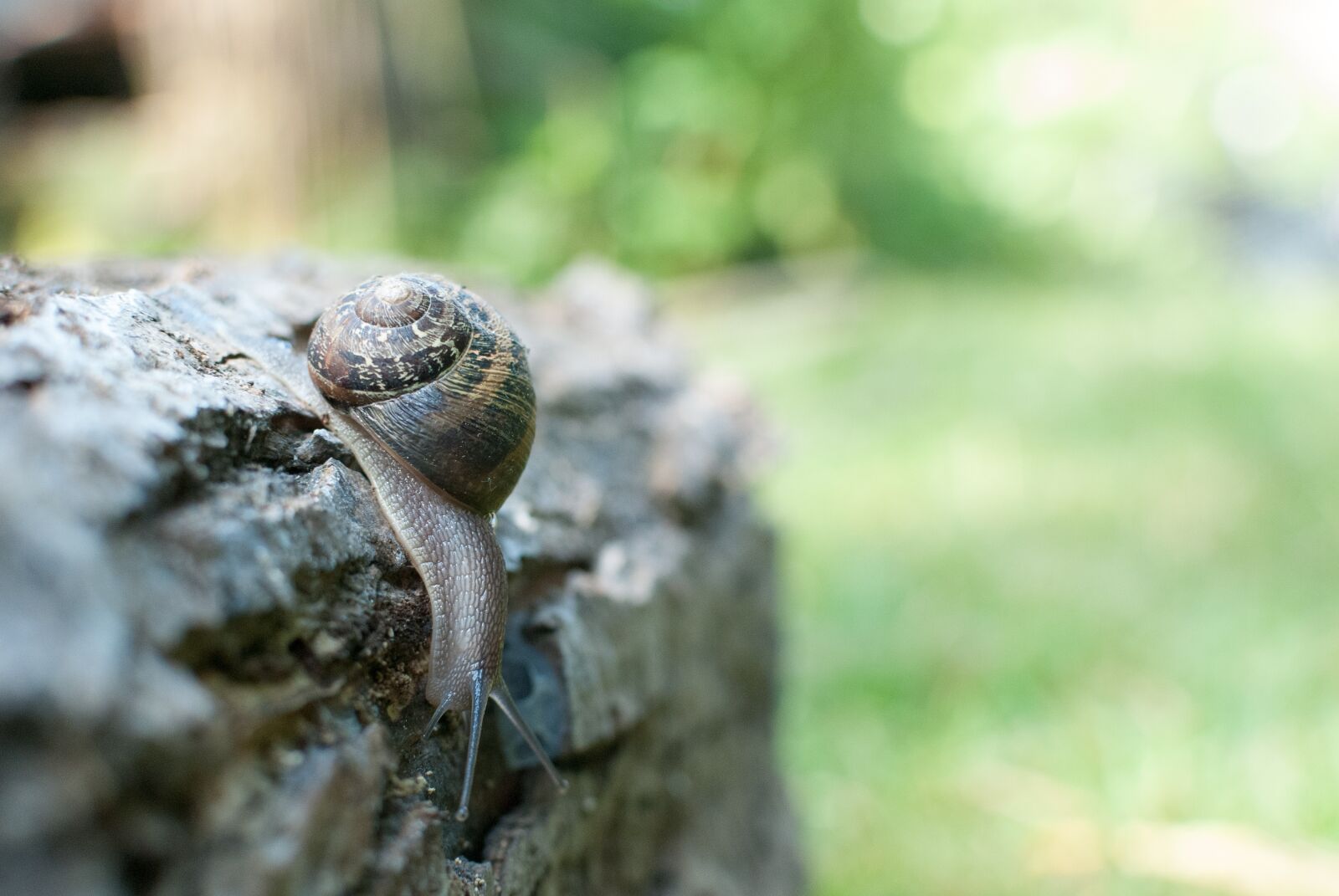 Nikon D80 sample photo. Snail, gastropod, nature photography