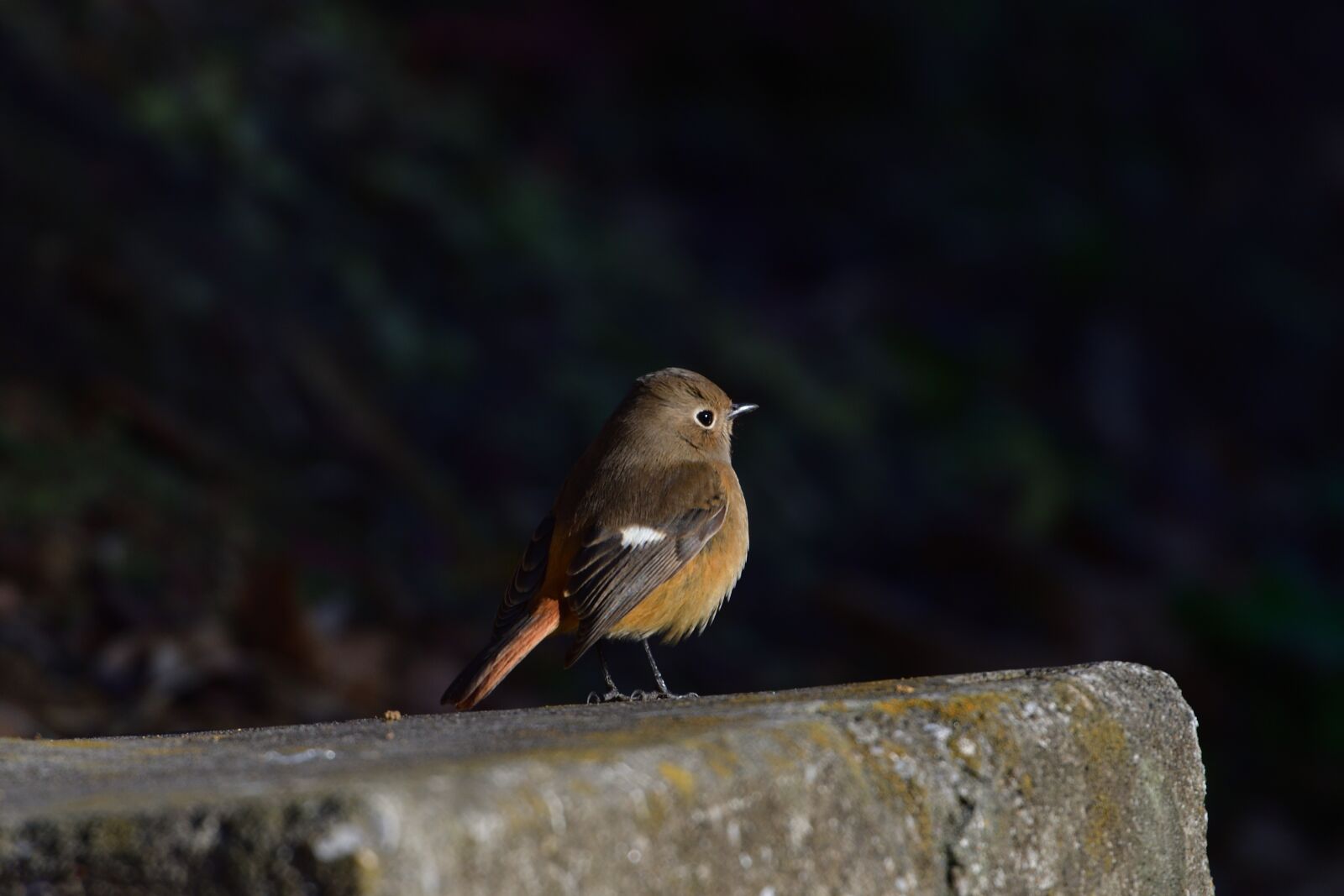 Nikon D500 sample photo. Natural, wild animals, outdoors photography