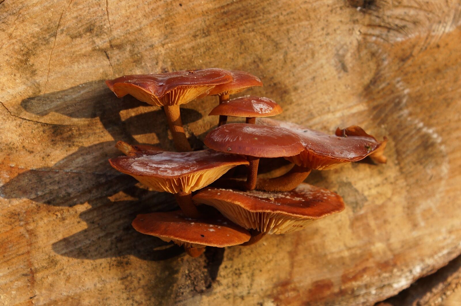 24-70mm F2.8 sample photo. Nature, mushrooms, tree photography