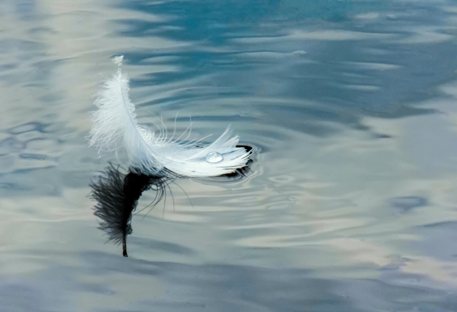 Nikon COOLPIX L330 sample photo. Feather on water, white photography