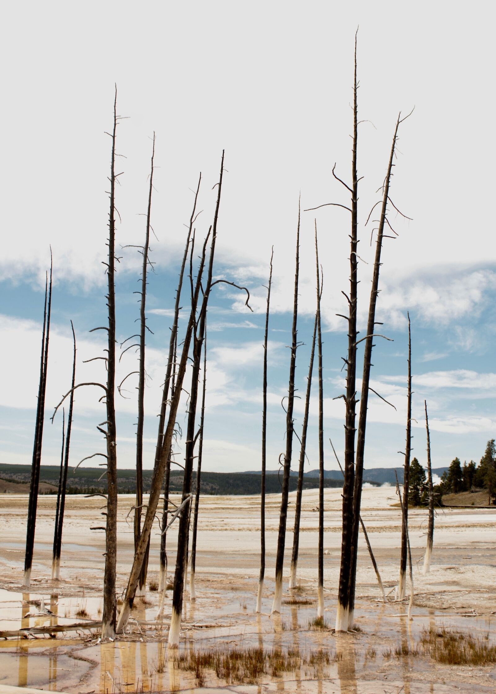 Canon EOS 550D (EOS Rebel T2i / EOS Kiss X4) sample photo. Yellowstone, desolate, tree photography