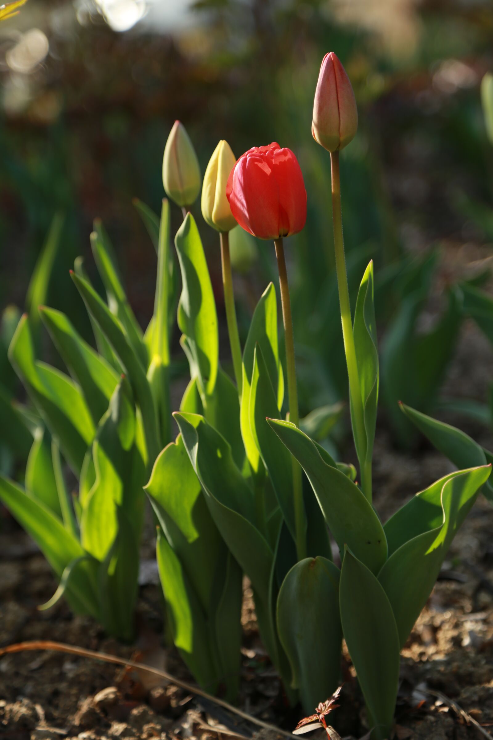 Canon EOS 6D + Canon EF 24-105mm F4L IS USM sample photo. Tulip, flowers, bud photography