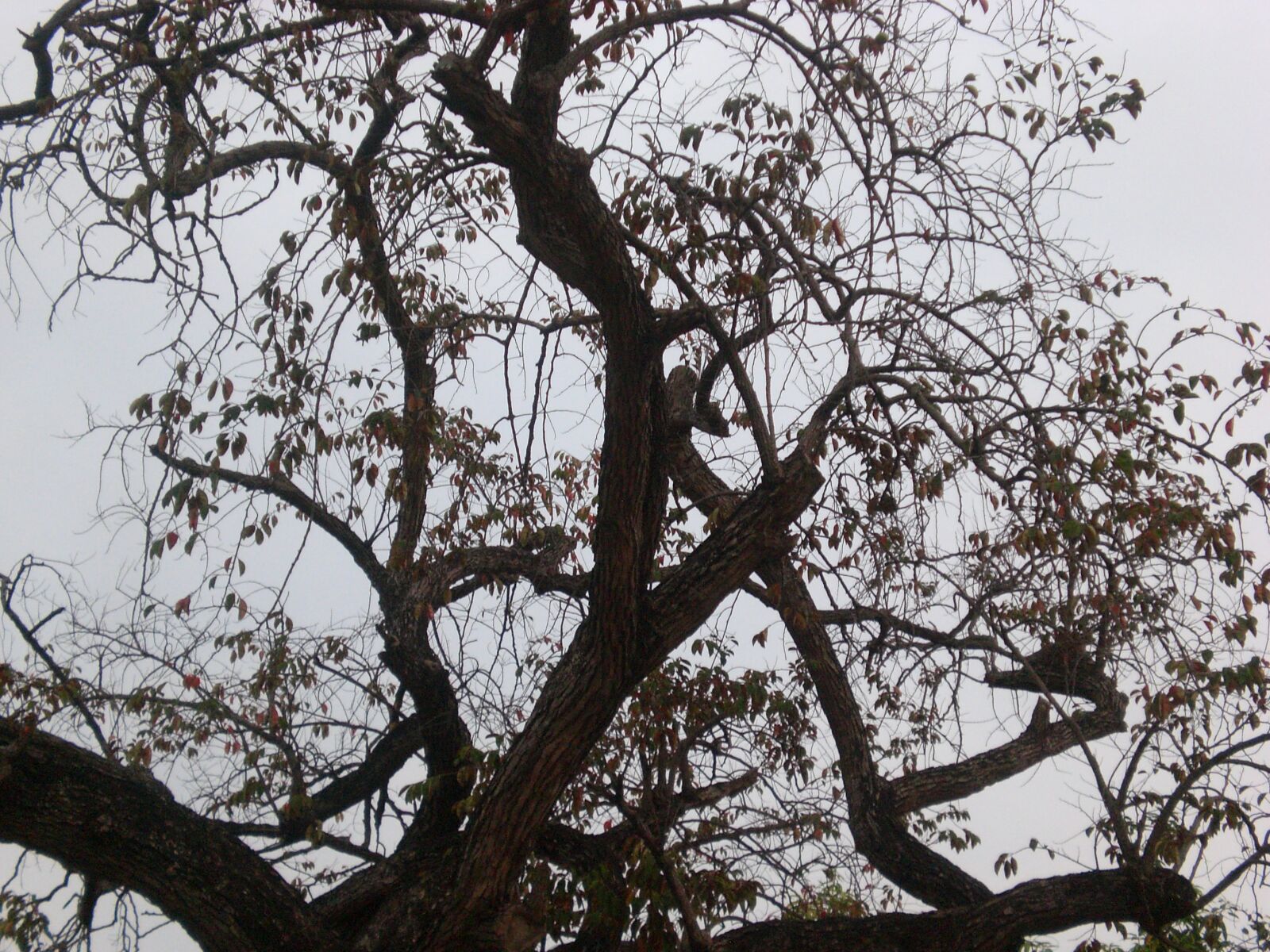 CASIO EX-Z75 sample photo