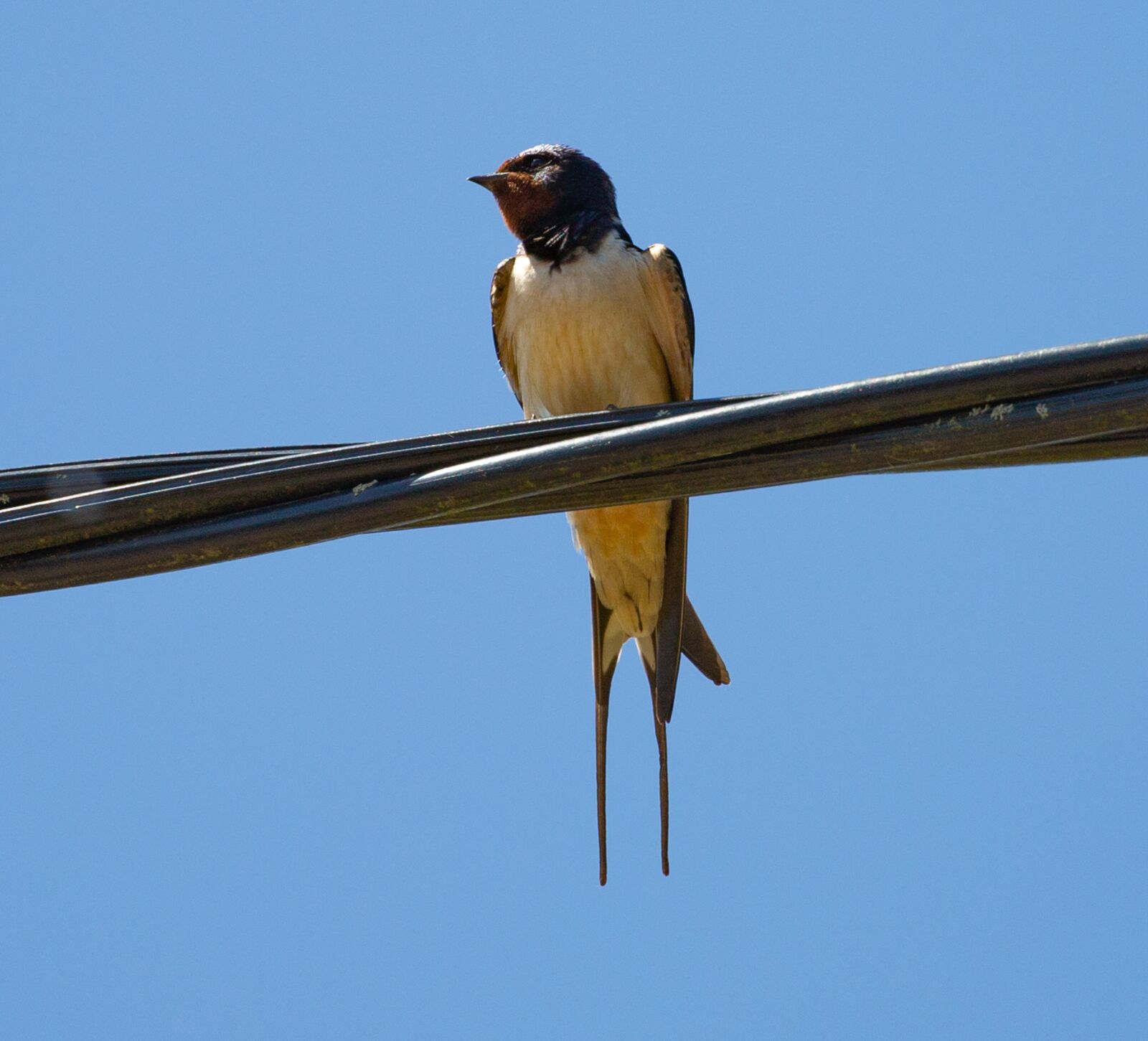 Canon EOS 5D Mark III sample photo. Swallow on a wire photography