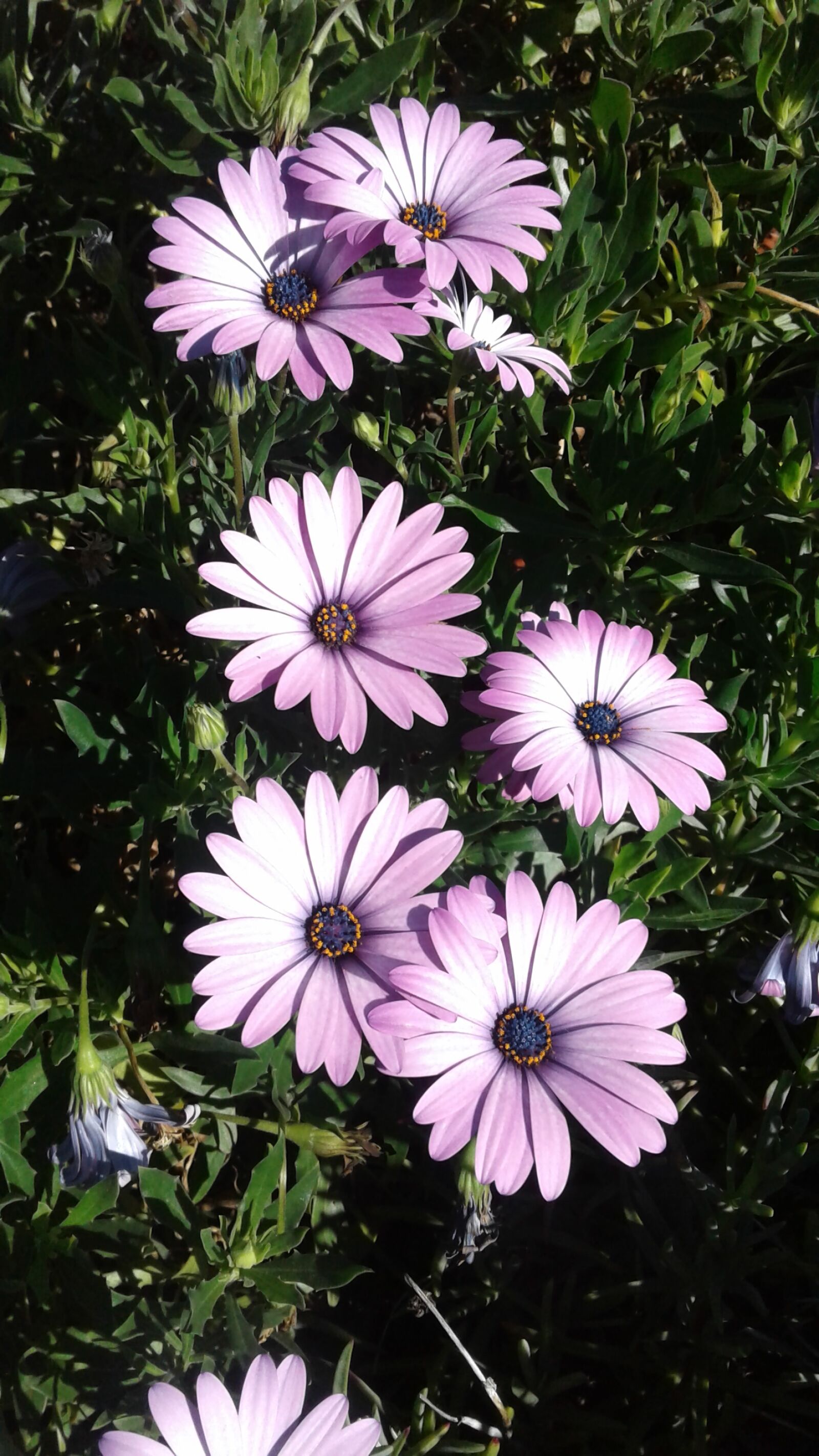 Samsung Galaxy J2 sample photo. Flower, petal, bloom photography