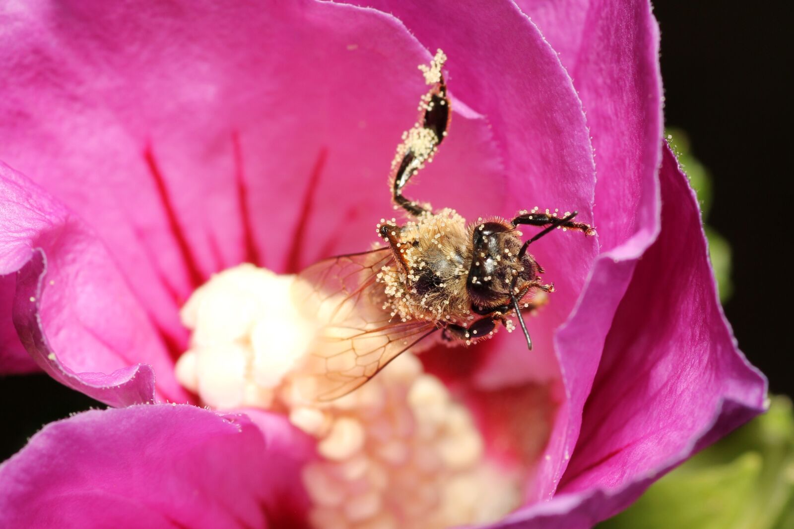 Canon EOS 60D sample photo. Bee, pollen, insect photography