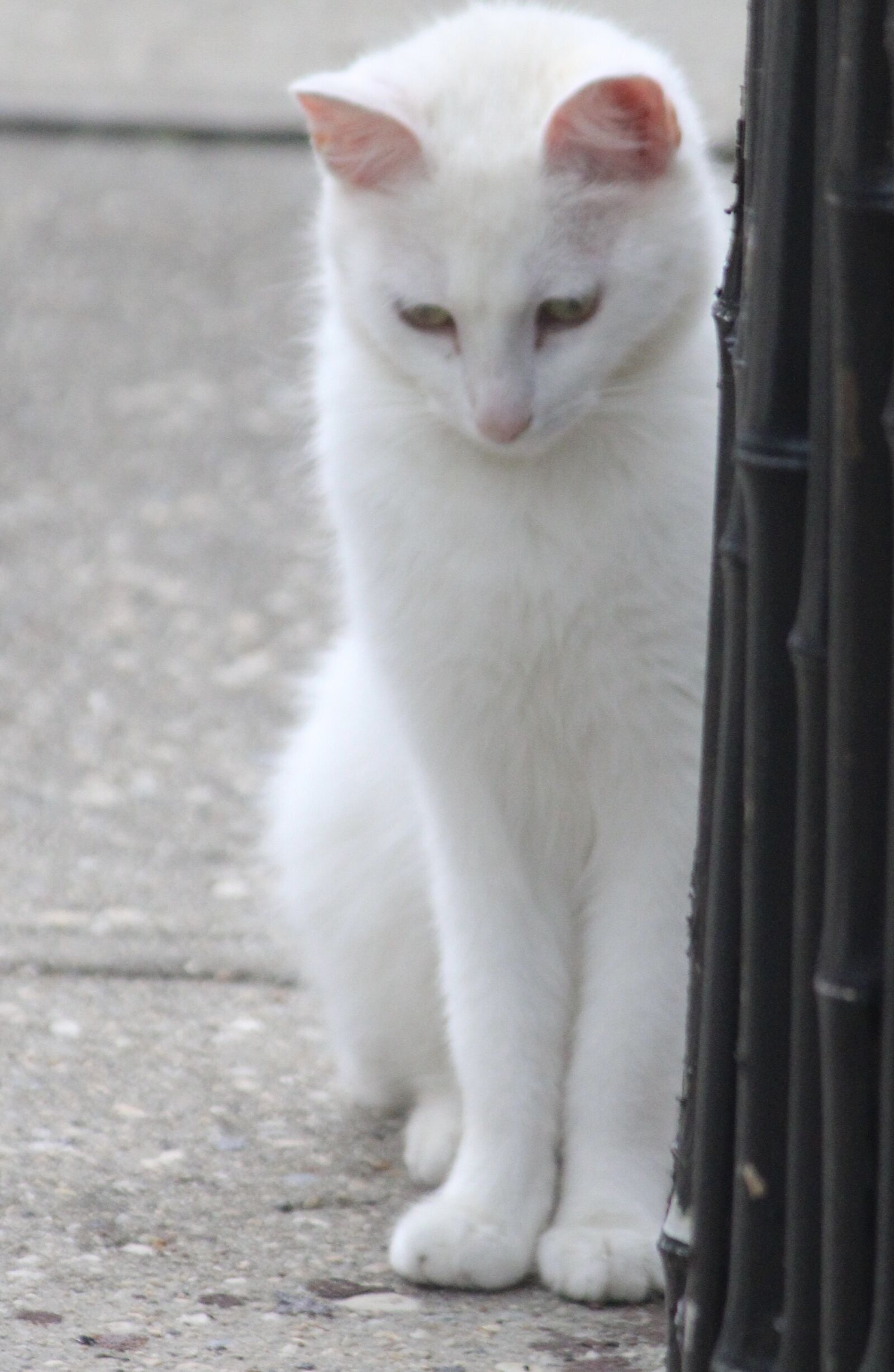 Canon EOS 2000D (EOS Rebel T7 / EOS Kiss X90 / EOS 1500D) sample photo. Cat, white cat, standing photography