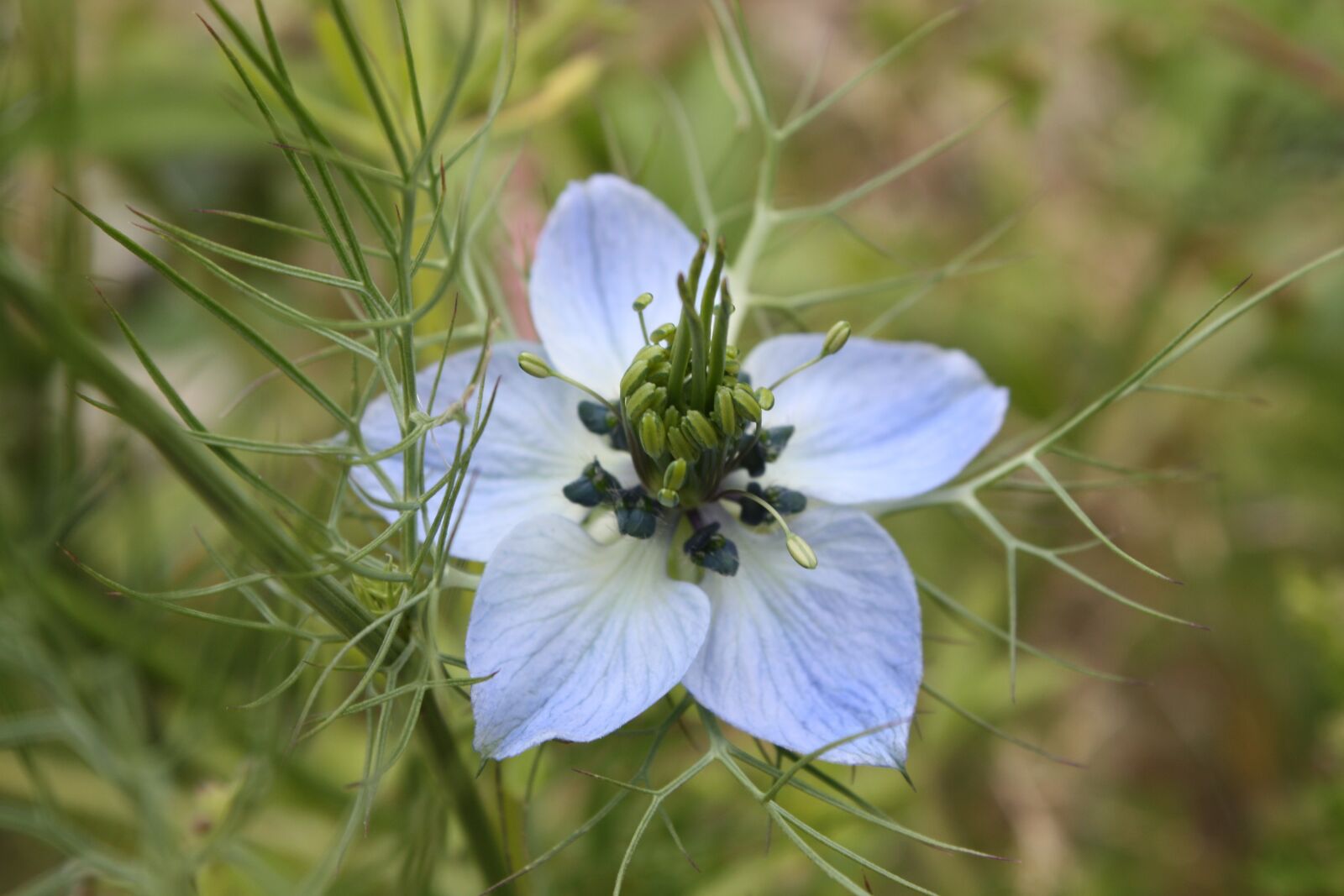 Canon EOS 450D (EOS Rebel XSi / EOS Kiss X2) sample photo. Nigella damascena 'miss jekyll photography
