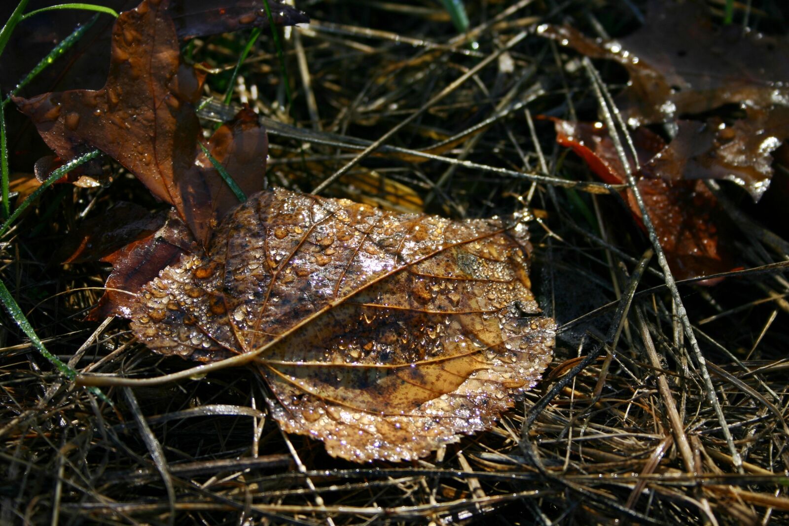 Canon EOS 300D (EOS Digital Rebel / EOS Kiss Digital) sample photo. Leaf, leaves, dew photography