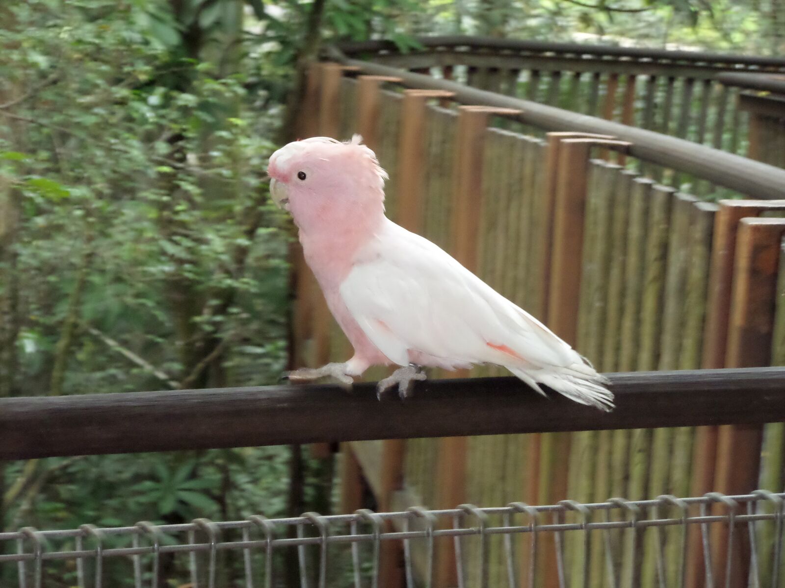 Samsung WB30F/WB31F/WB32F sample photo. Cockatoo, parrot, bird photography