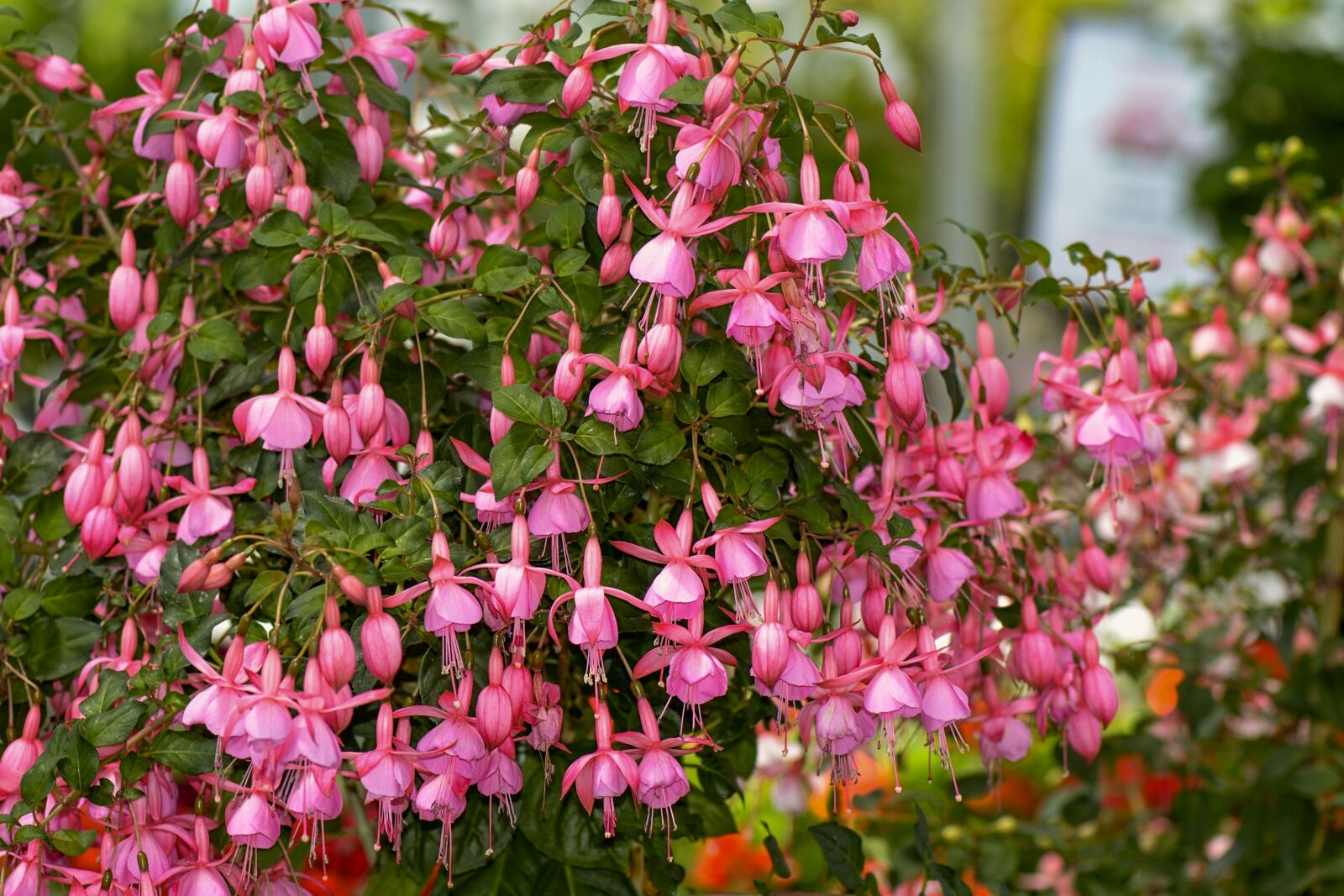 Nikon D3100 sample photo. Fuchsia, flowers, pink photography