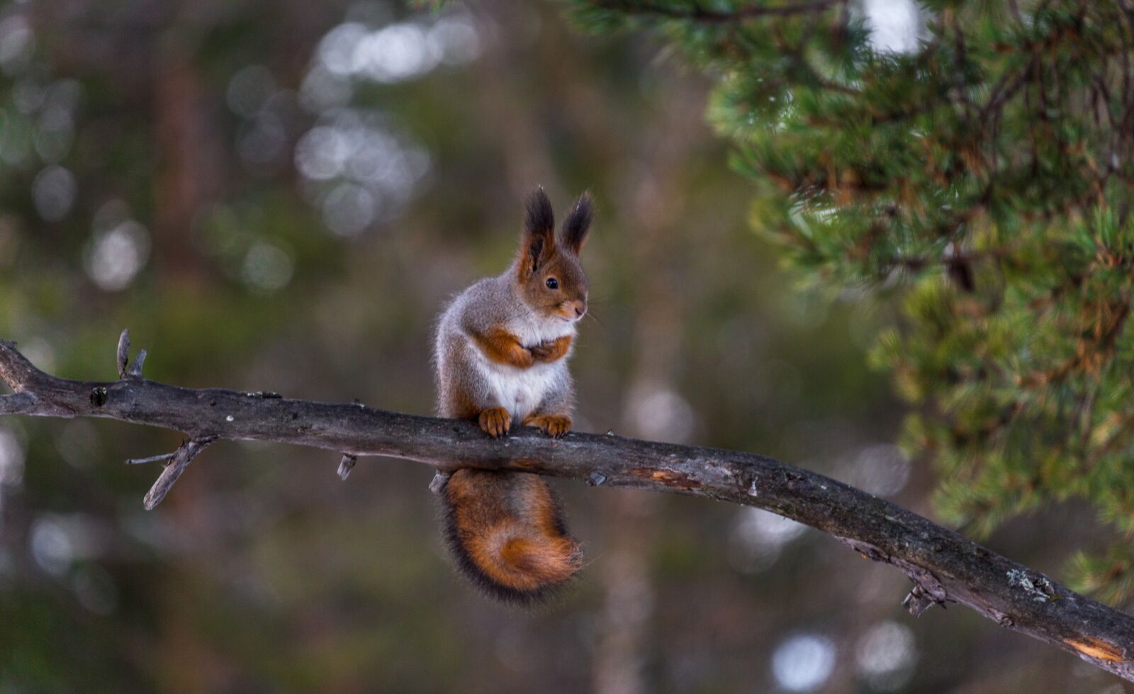 Canon EOS 6D + Canon EF 70-300mm F4-5.6L IS USM sample photo. Squirrel, red, tree photography
