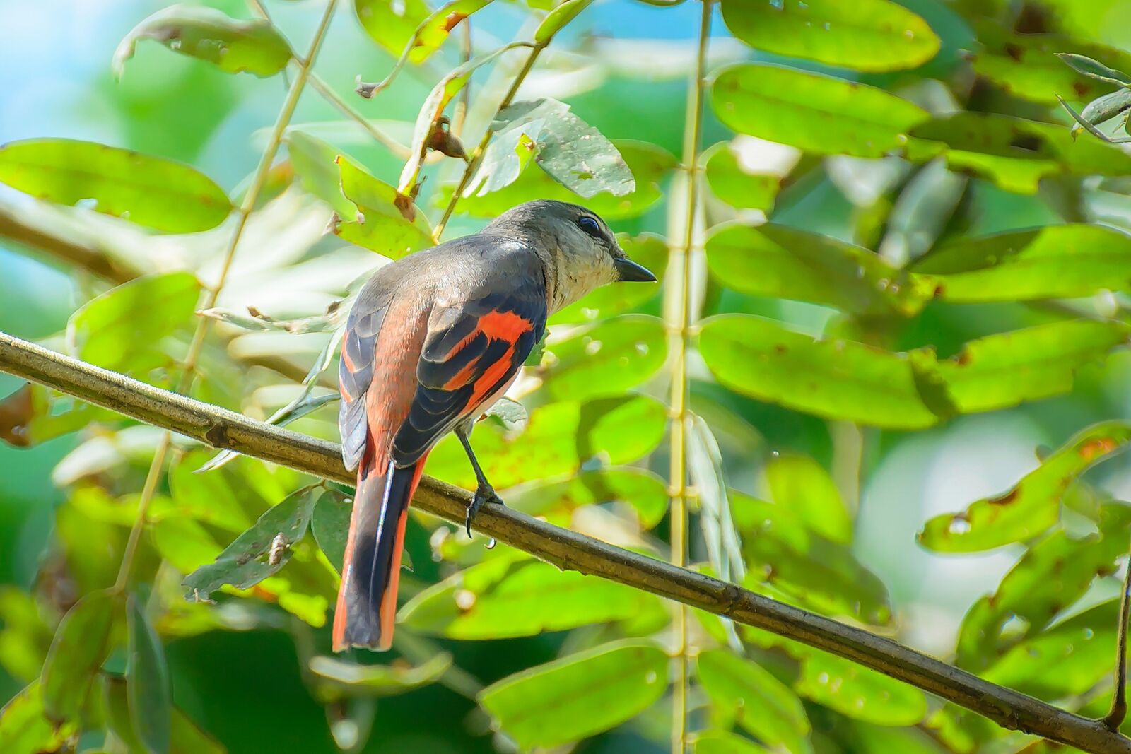 Nikon D7100 sample photo. Birds, nature, colors photography