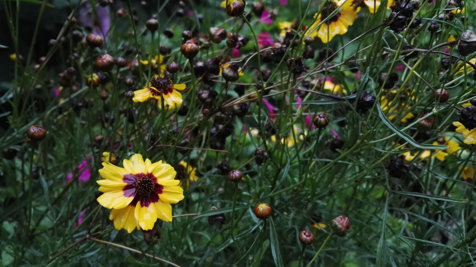 HUAWEI GRA-L09 sample photo. Flower, nature, natural photography
