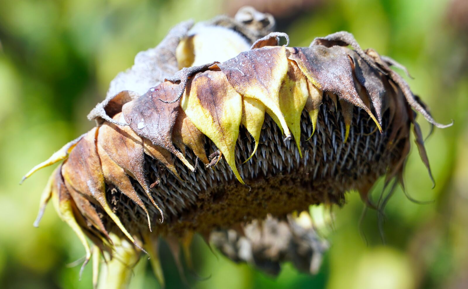 Sony E PZ 18-105mm F4 G OSS sample photo. Withered flower, withered sunflower photography