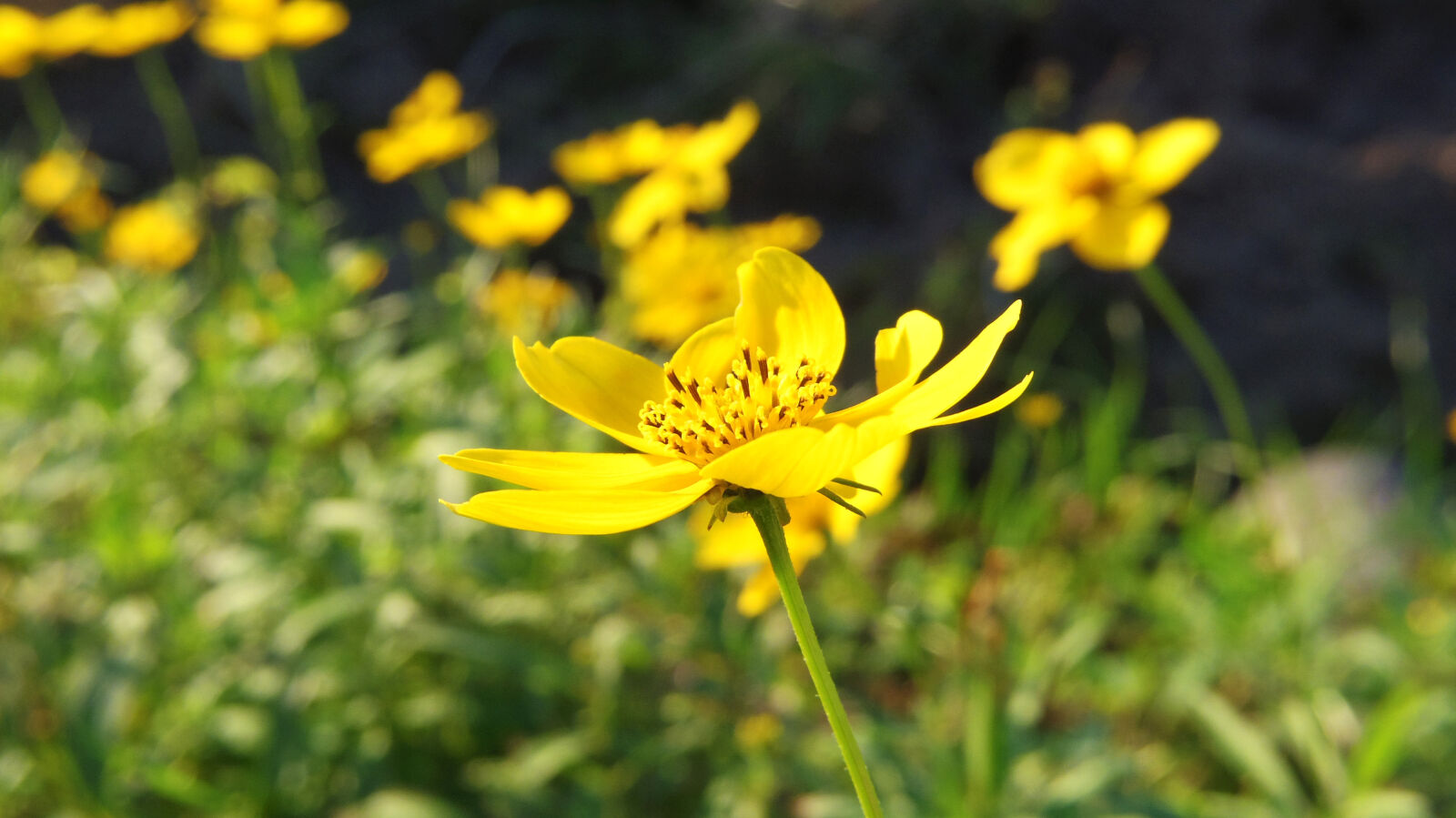 Pentax 02 Standard Zoom sample photo. Flower photography