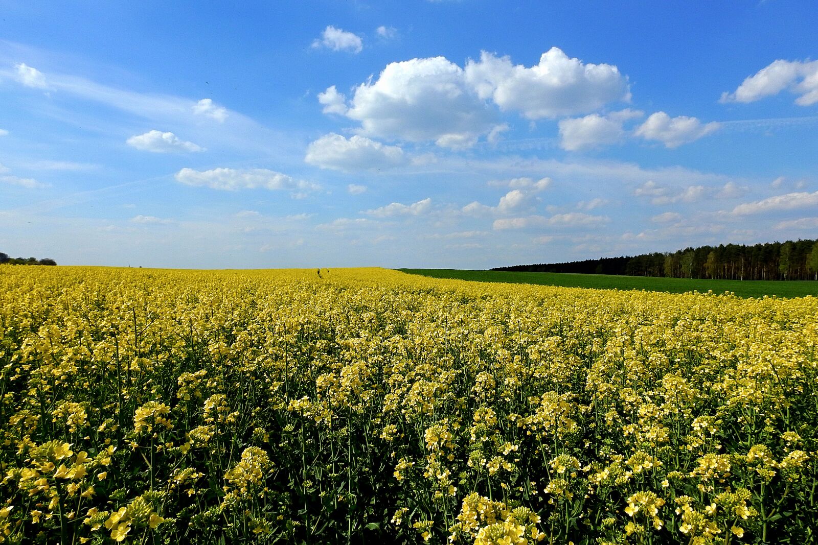 Nikon Coolpix P900 sample photo. Field, rapeseed, landscape photography