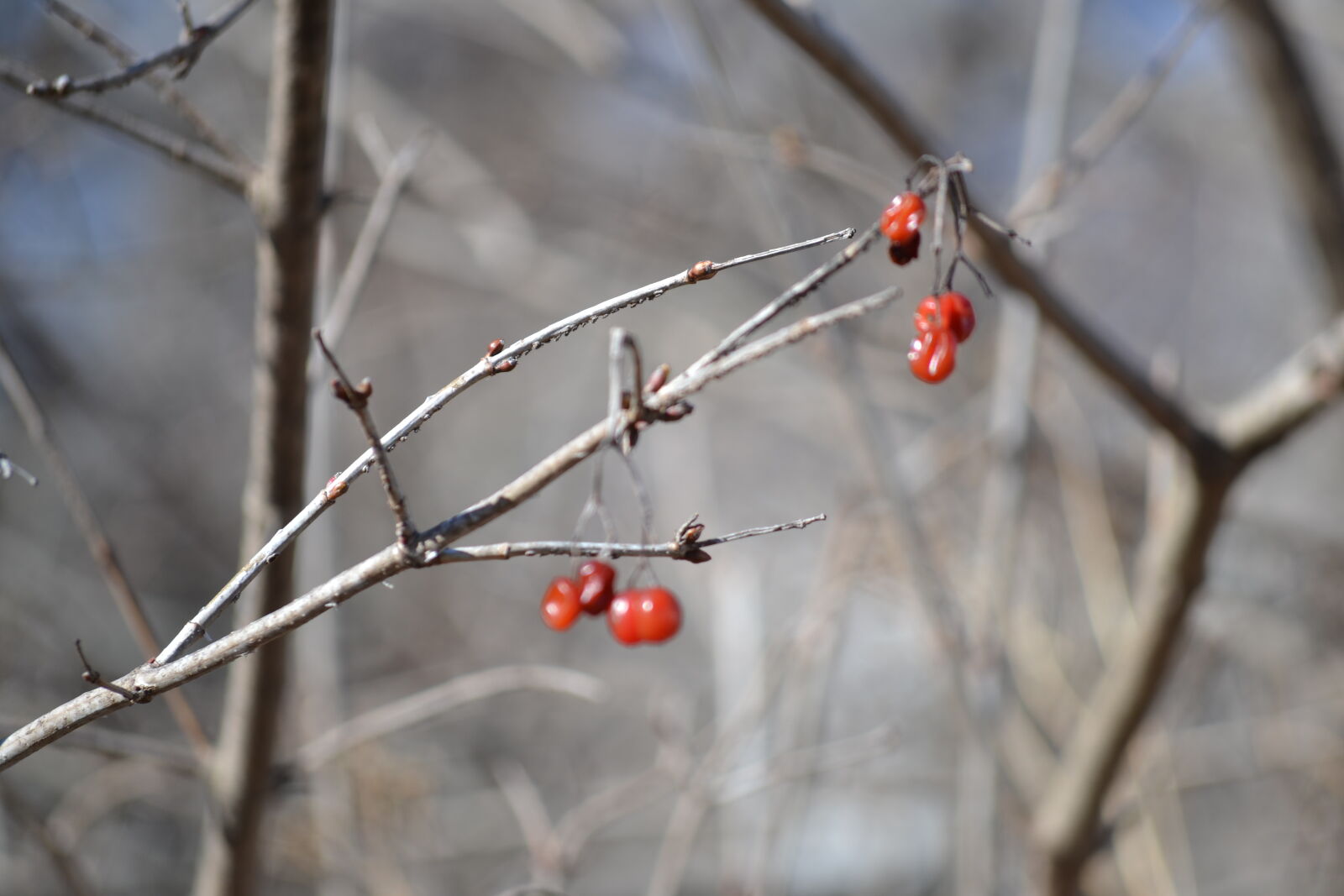 Nikon D3100 sample photo
