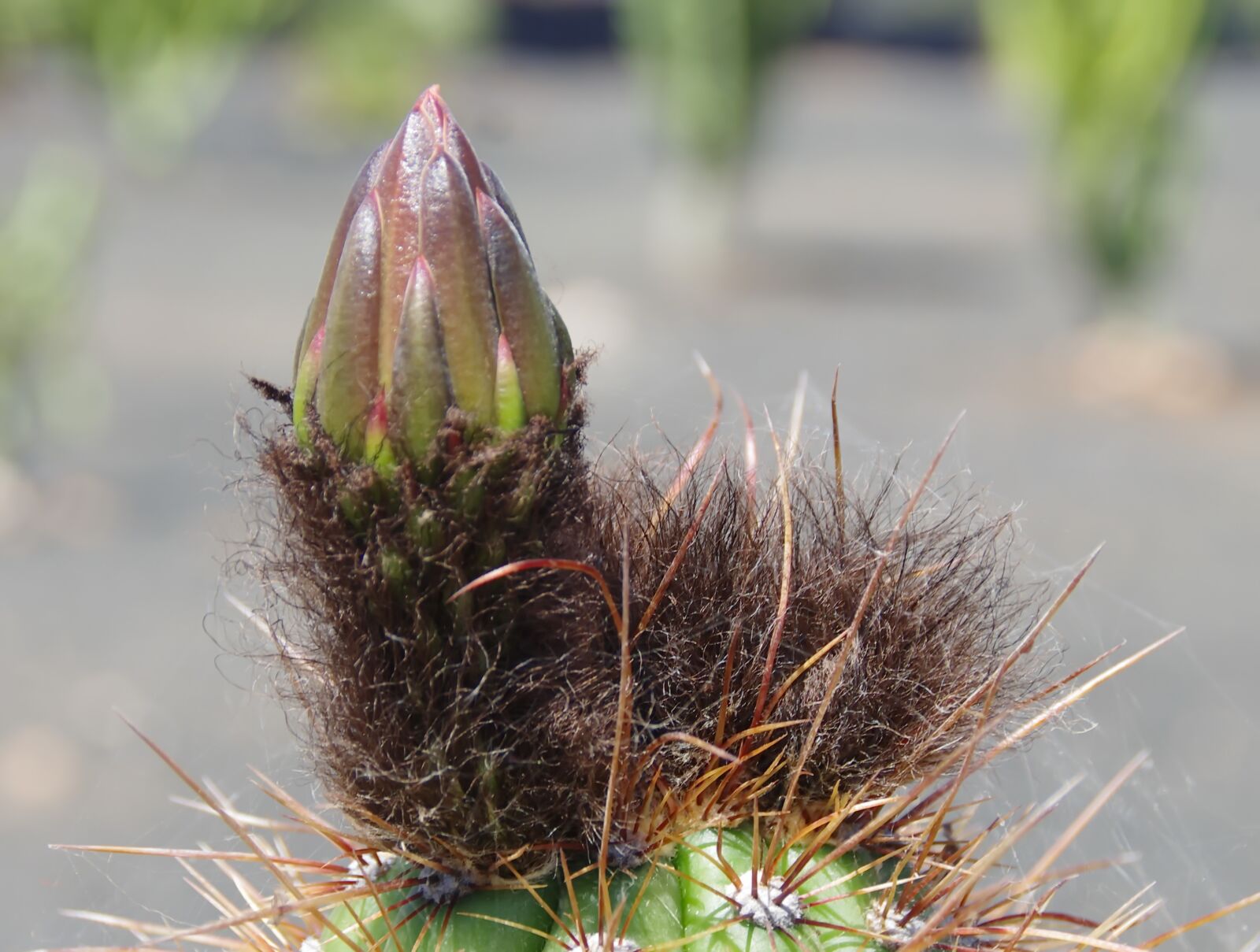 Pentax K-5 sample photo. Cactus, bud, flower bud photography