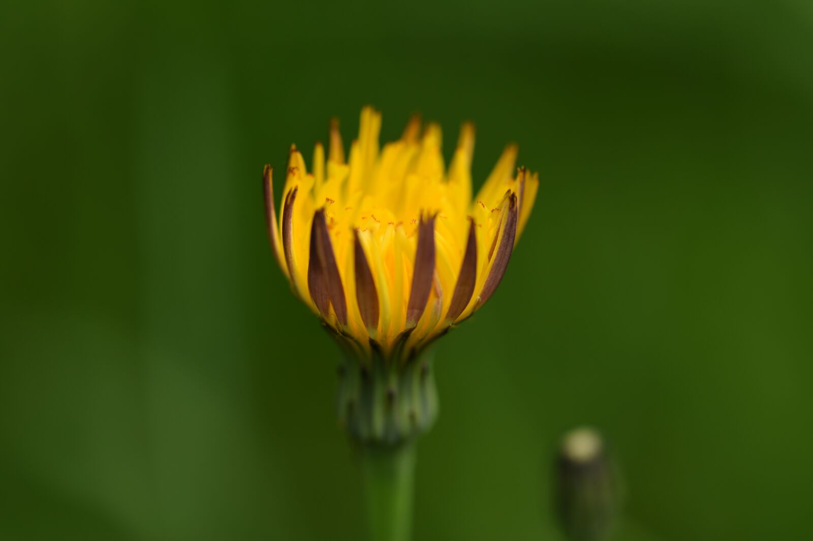 Nikon D750 sample photo. Flower, bloom, petals photography
