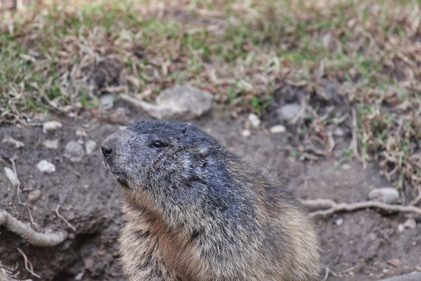 Nikon D500 sample photo. Marmot, nager, rodent photography