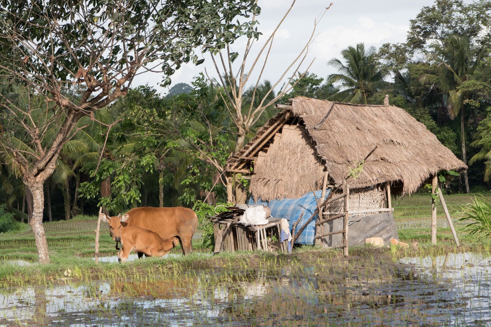 Nikon D750 sample photo. Farm, farmland, rice photography