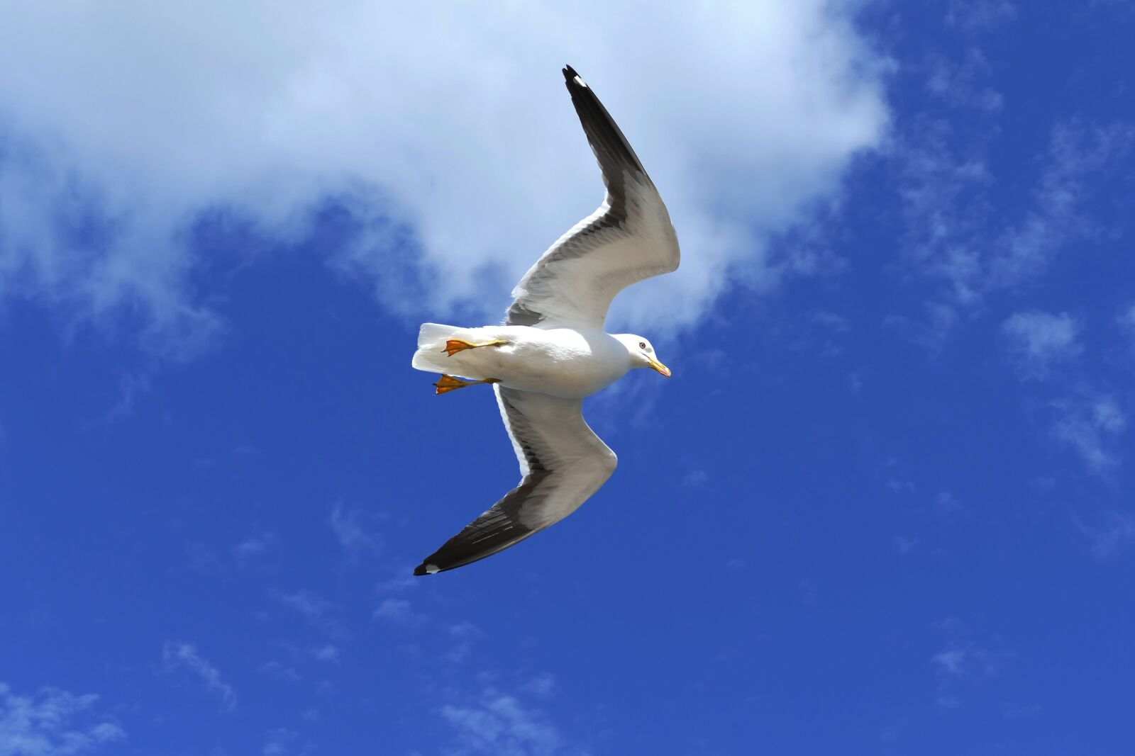Panasonic Lumix DMC-FZ1000 sample photo. Bird, flying, seagull photography