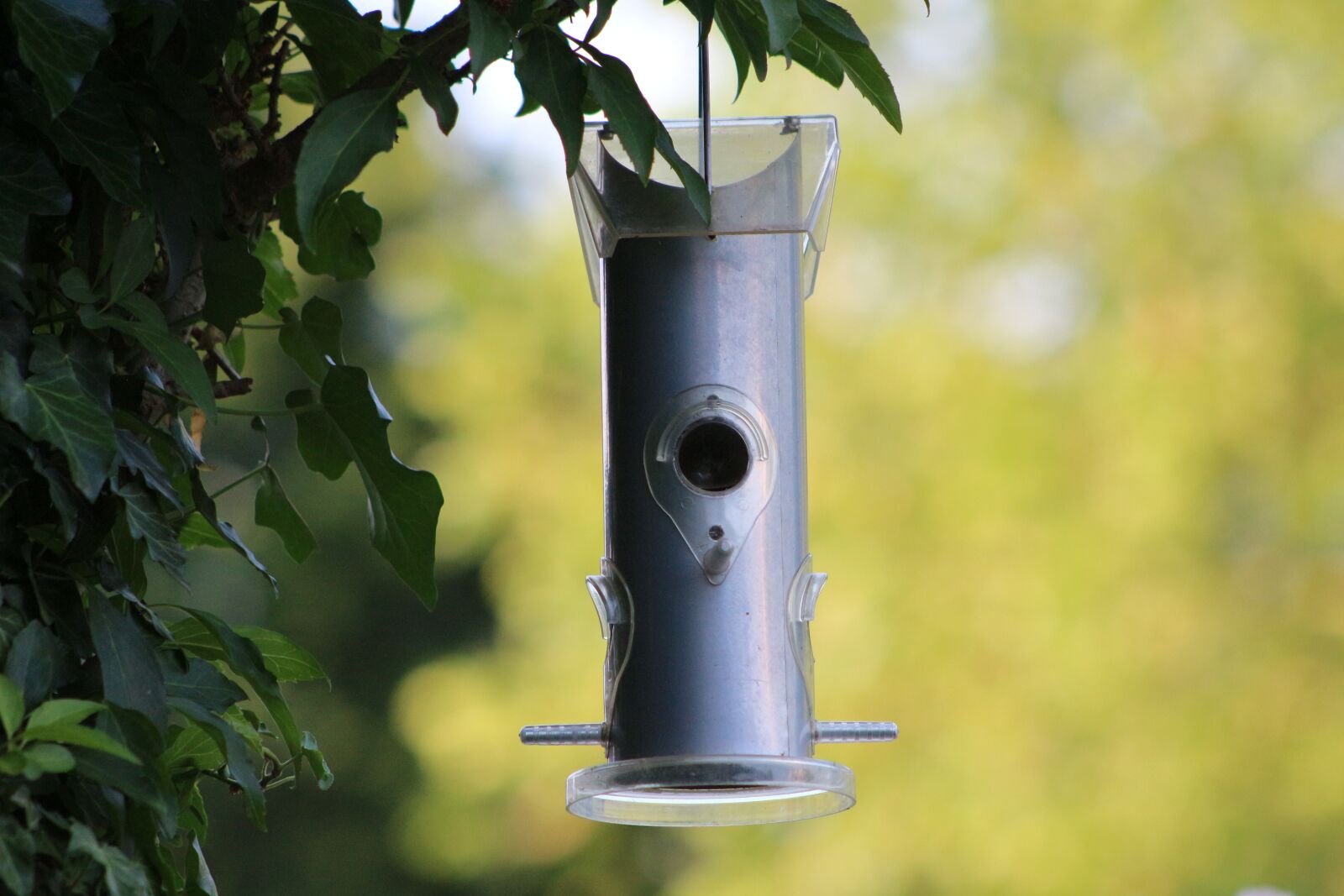 Canon EOS 700D (EOS Rebel T5i / EOS Kiss X7i) sample photo. Aviary, bird, feeding photography