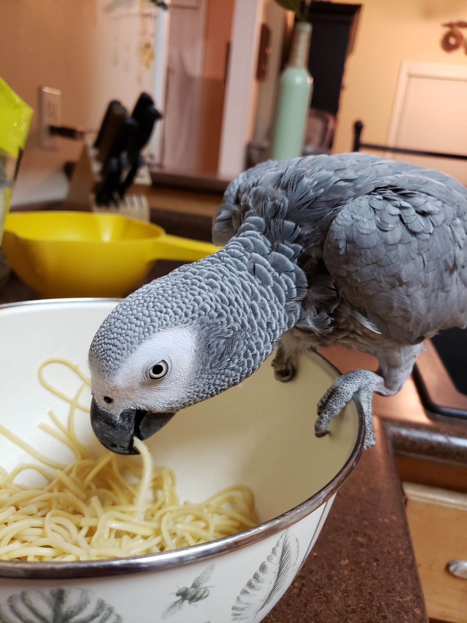 Samsung Galaxy Note9 sample photo. African, grey, parrot photography