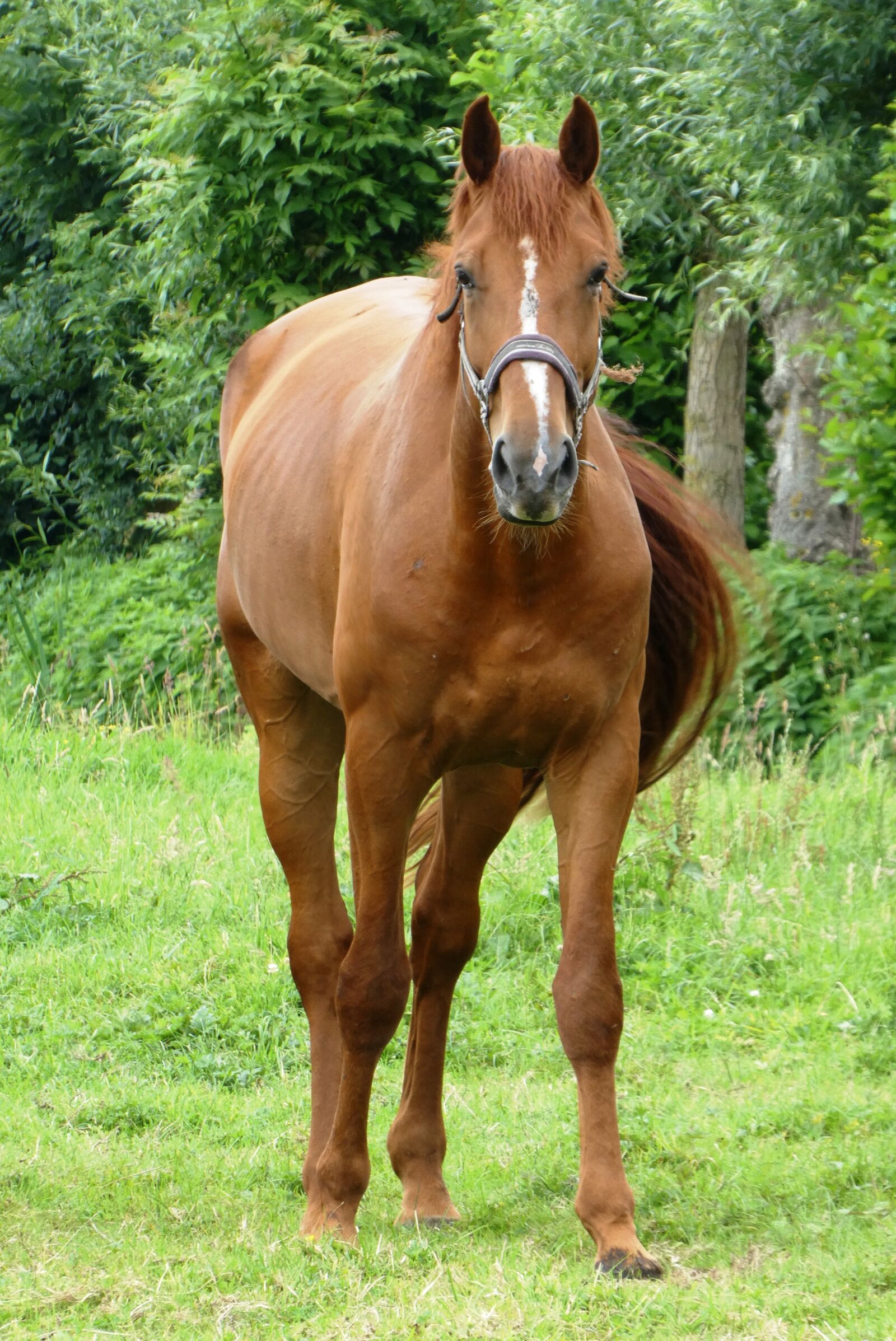 Panasonic Lumix DC-ZS70 (Lumix DC-TZ90) sample photo. Horse, pasture, whey photography