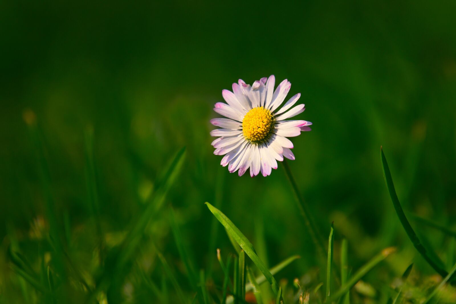 Nikon D750 sample photo. Common daisy, lawn daisy photography