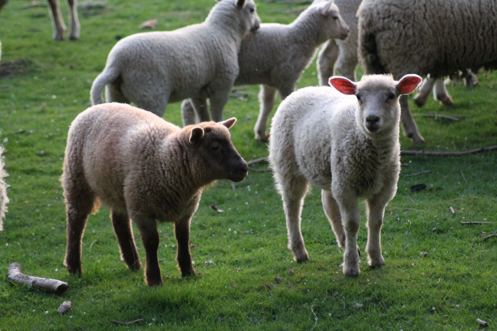 Canon EOS 1100D (EOS Rebel T3 / EOS Kiss X50) sample photo. Sheep, lamb, pre photography