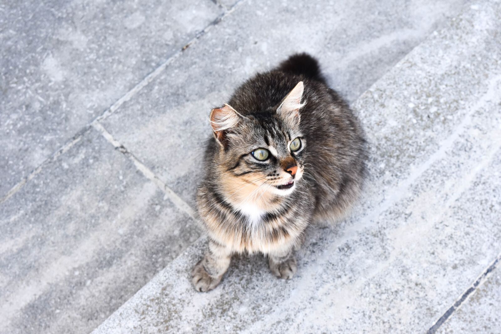 Nikon D7200 sample photo. Cat, kitten, tomcat photography