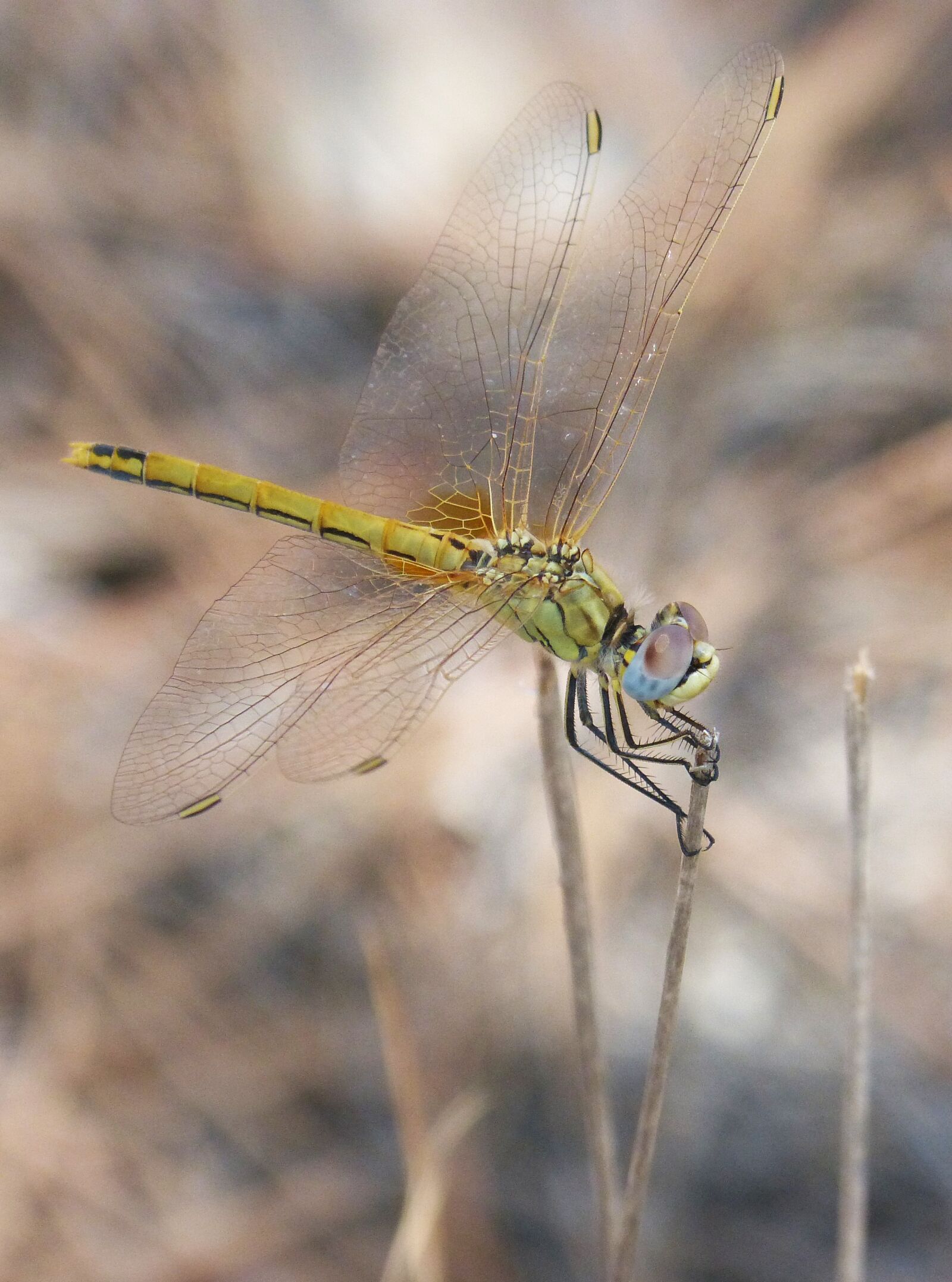 Panasonic DMC-FZ62 sample photo. Yellow dragonfly, sympetrum fonscolombii photography