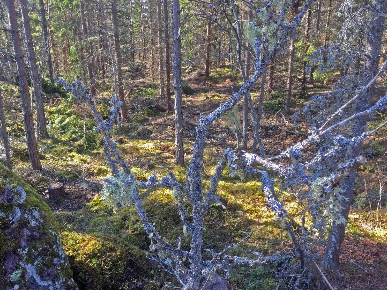 iPhone 6 back camera 4.15mm f/2.2 sample photo. Forest, nature, tree photography
