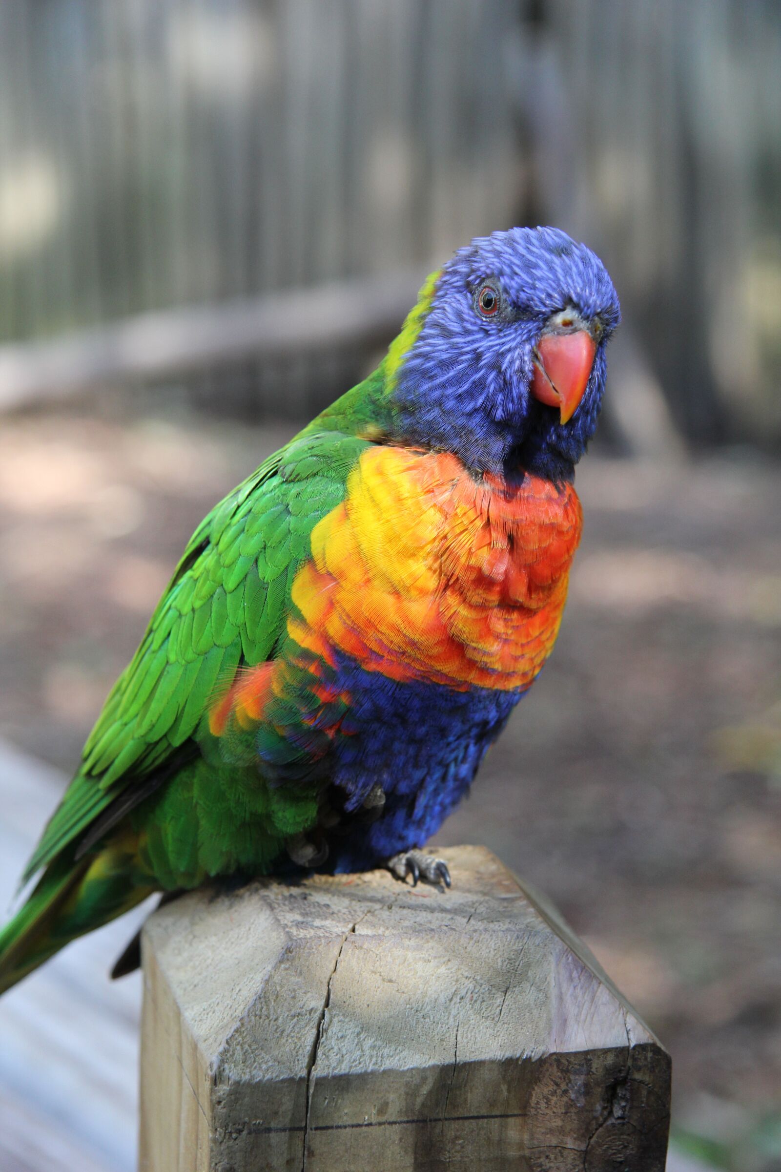 Canon EF-S 17-85mm F4-5.6 IS USM sample photo. Nature, bird, animal photography