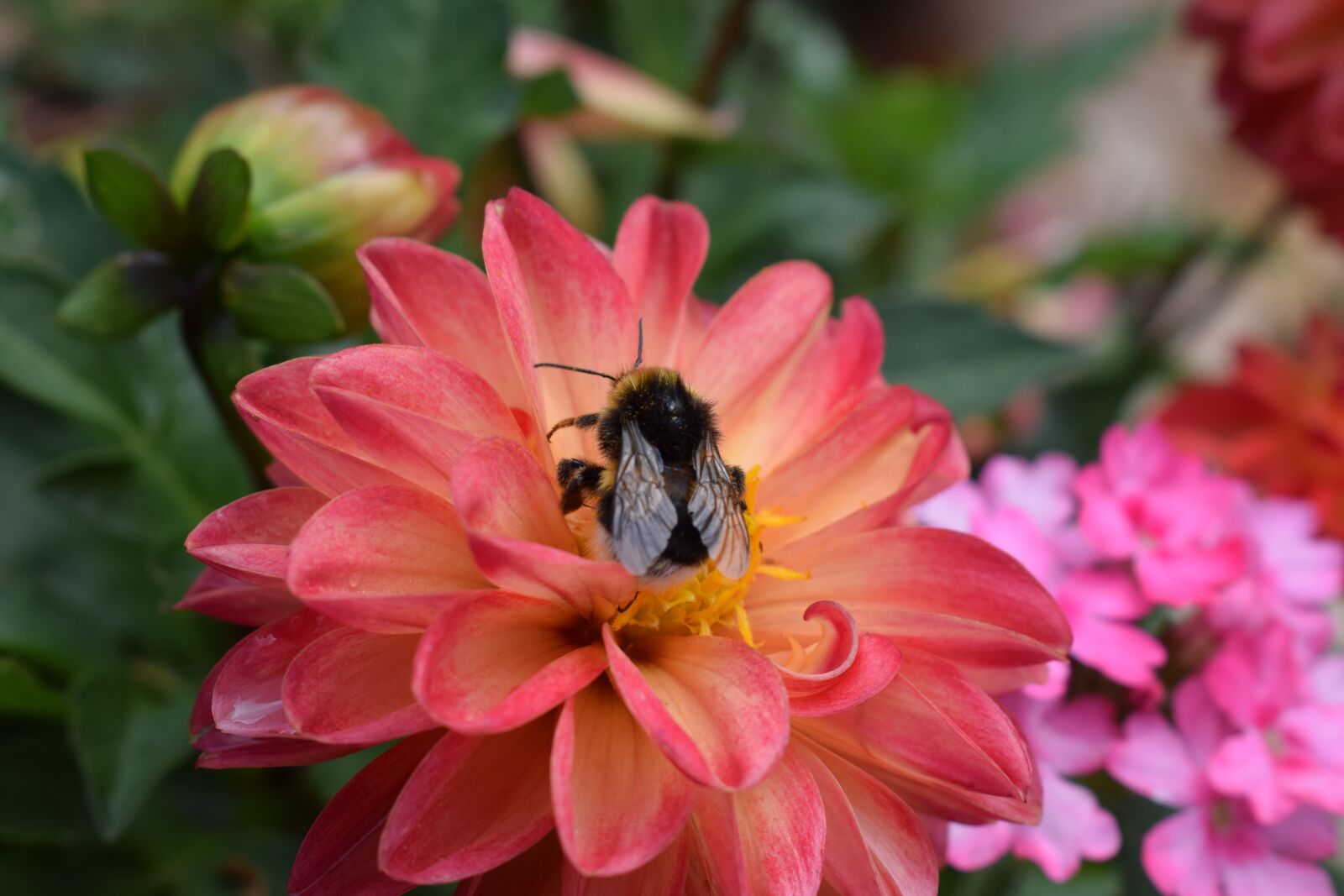 Nikon D3300 sample photo. Dahlia, flower, dalia photography
