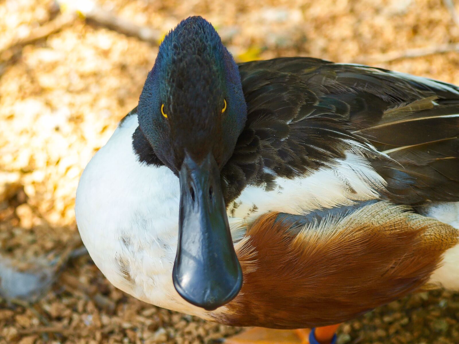 Olympus E-420 (EVOLT E-420) sample photo. Shoveller, barnacle, wild ducks photography